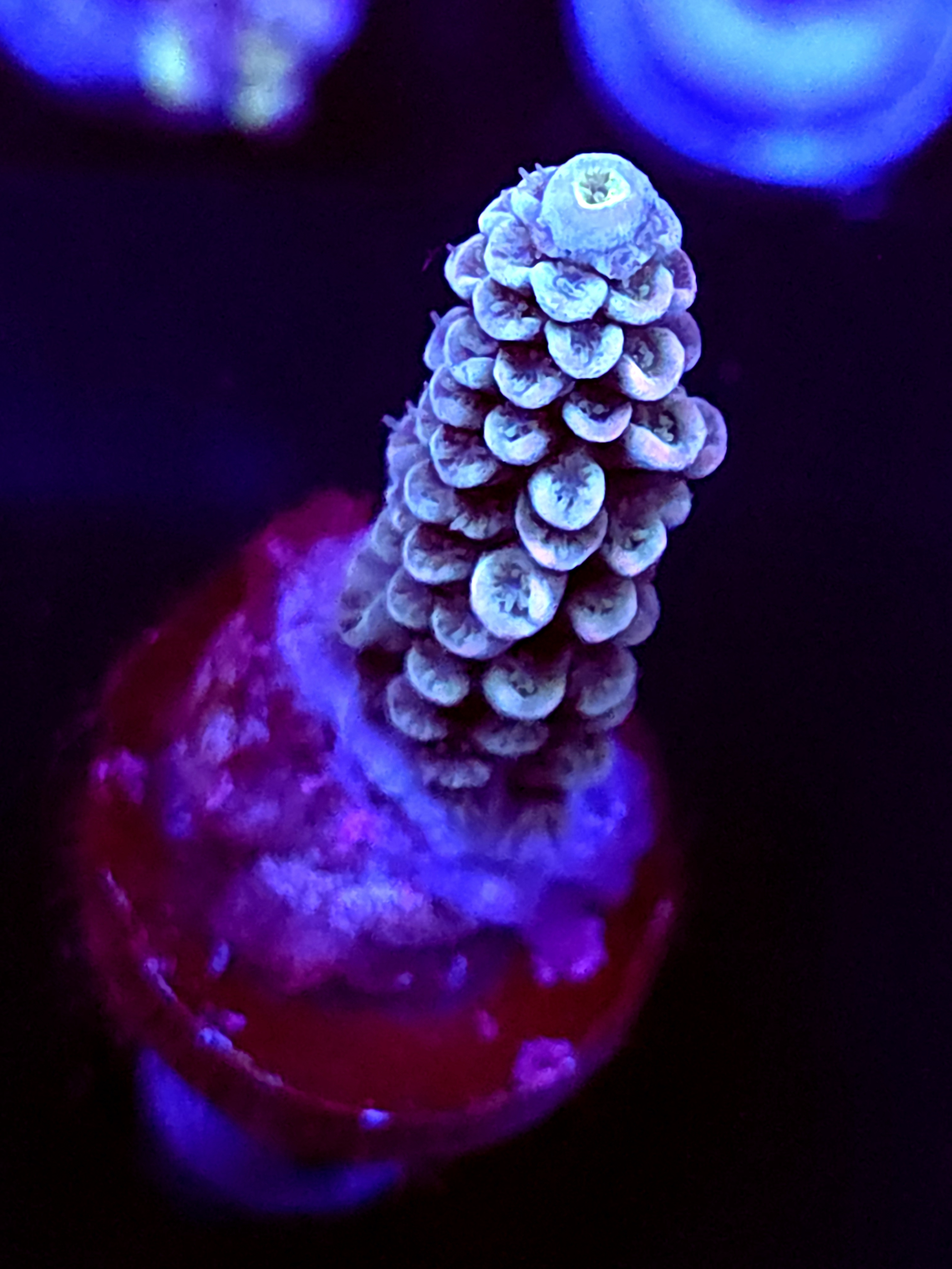 SBB "White Unicorn" Acro Medium Branch