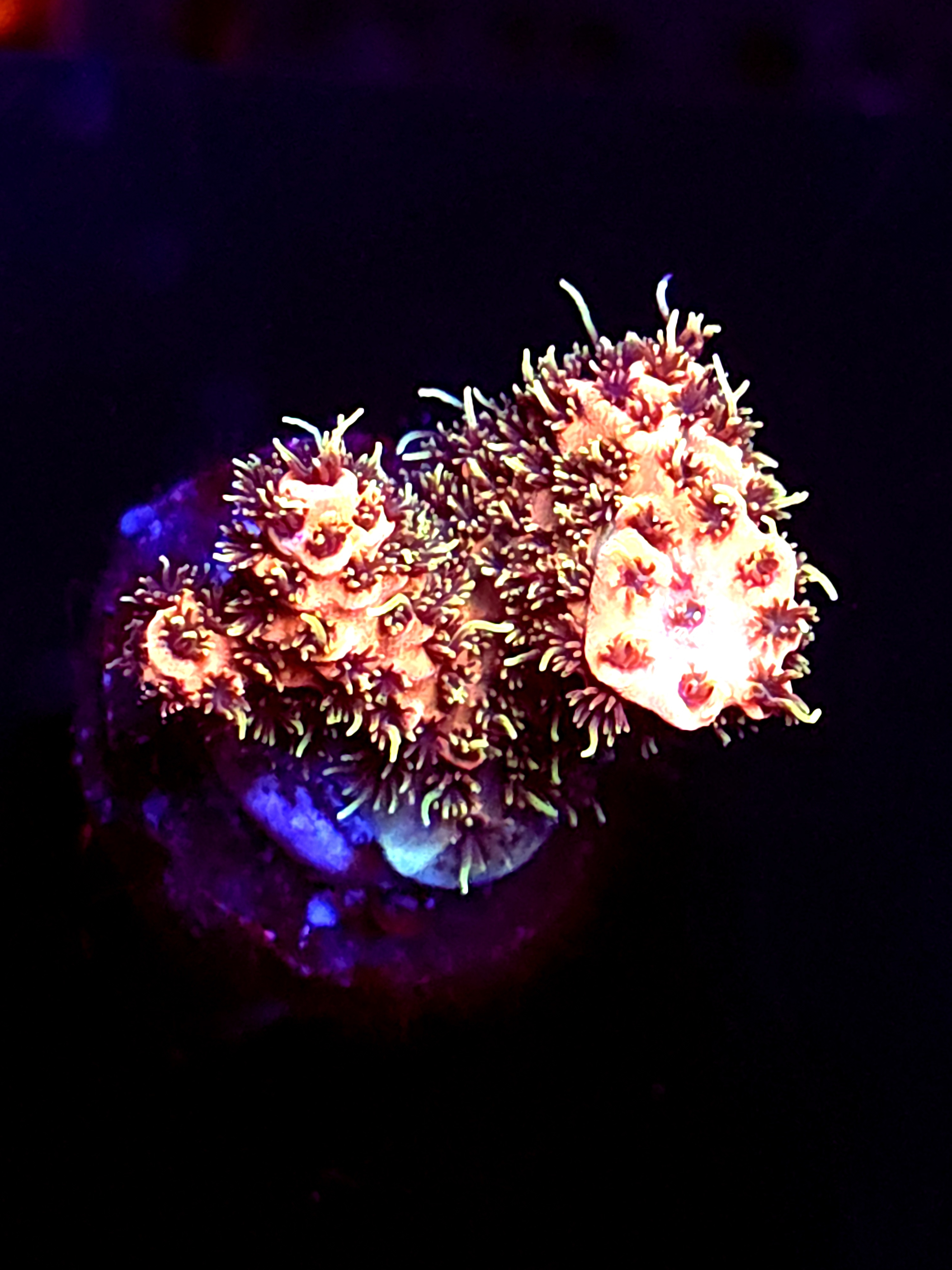 SBB "Wormhole Drip" Acro Medium 2 Branch