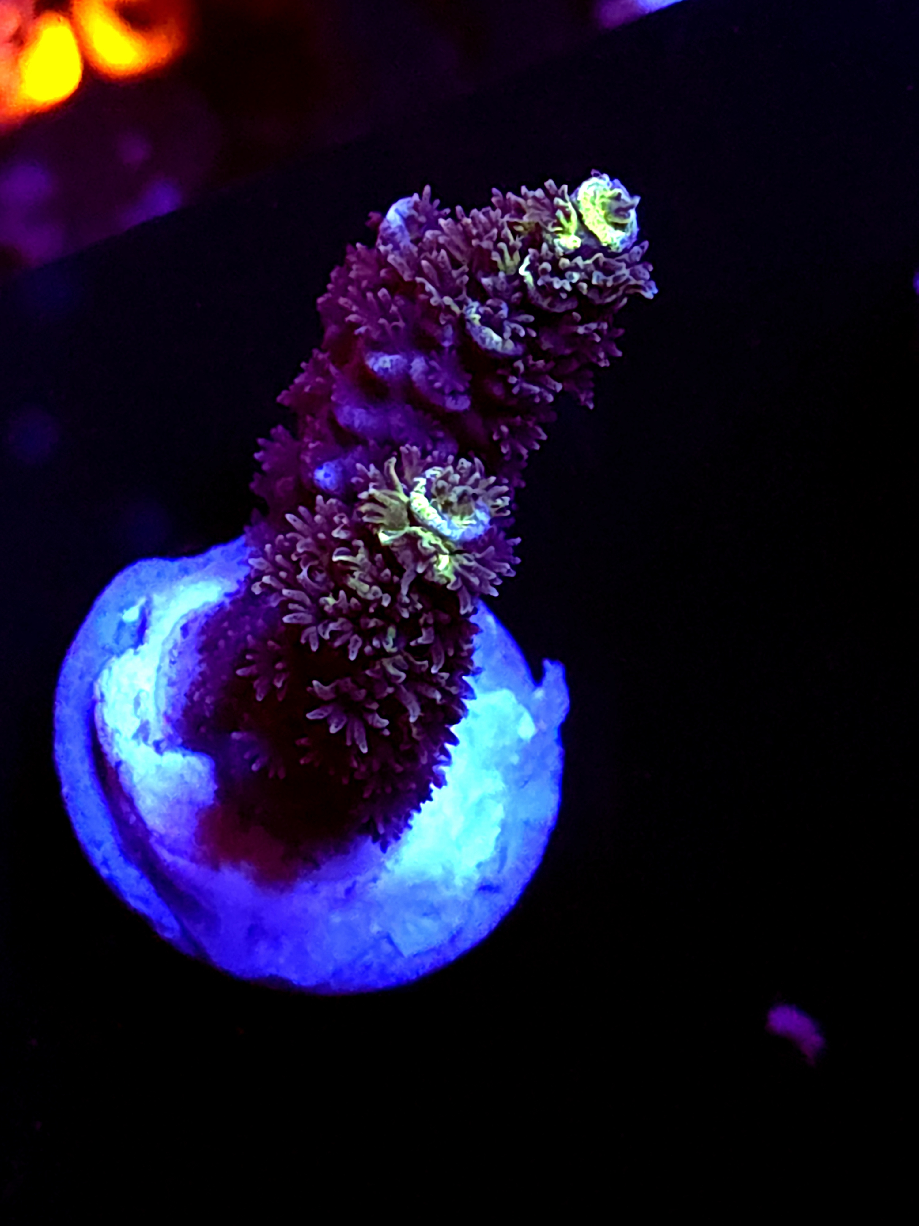 SBB "No Name" Acro Medium 2 Branch