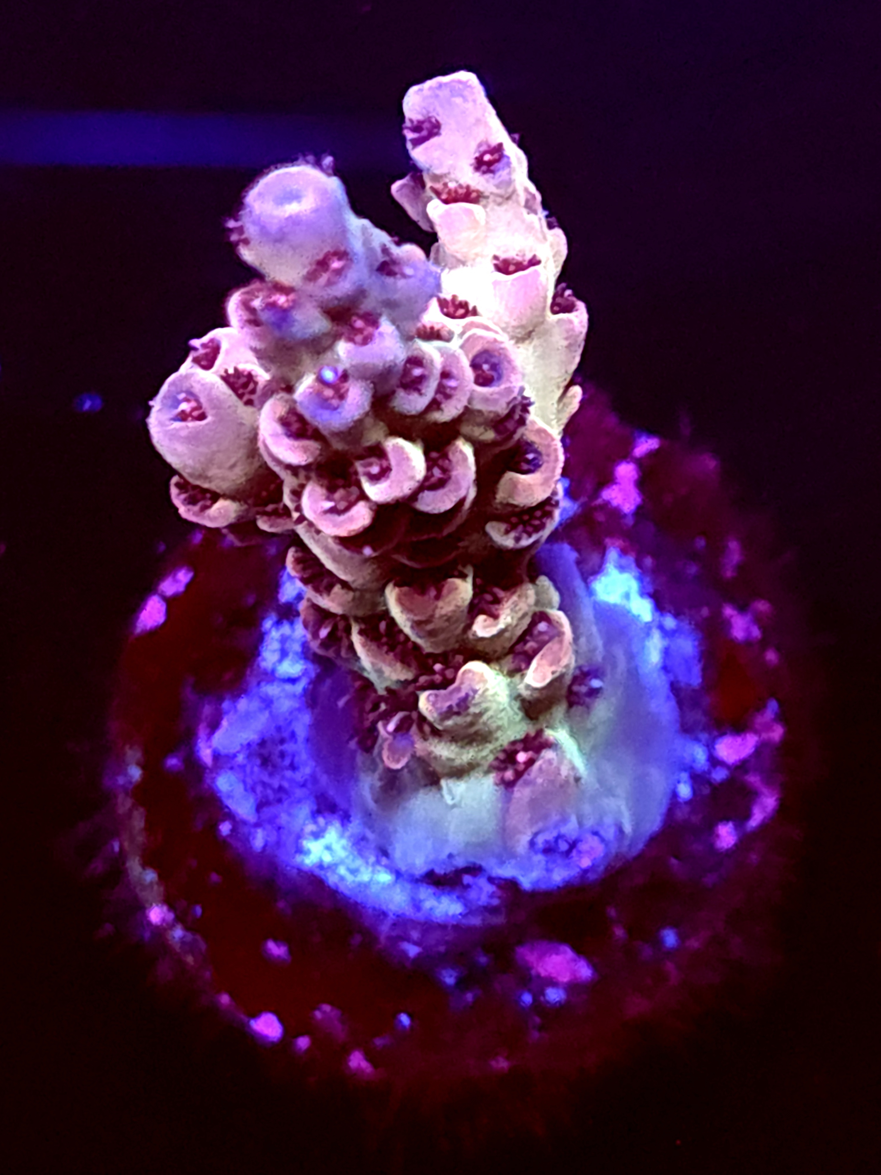 SBB "Cross Wave" Acro Small 2 Branch