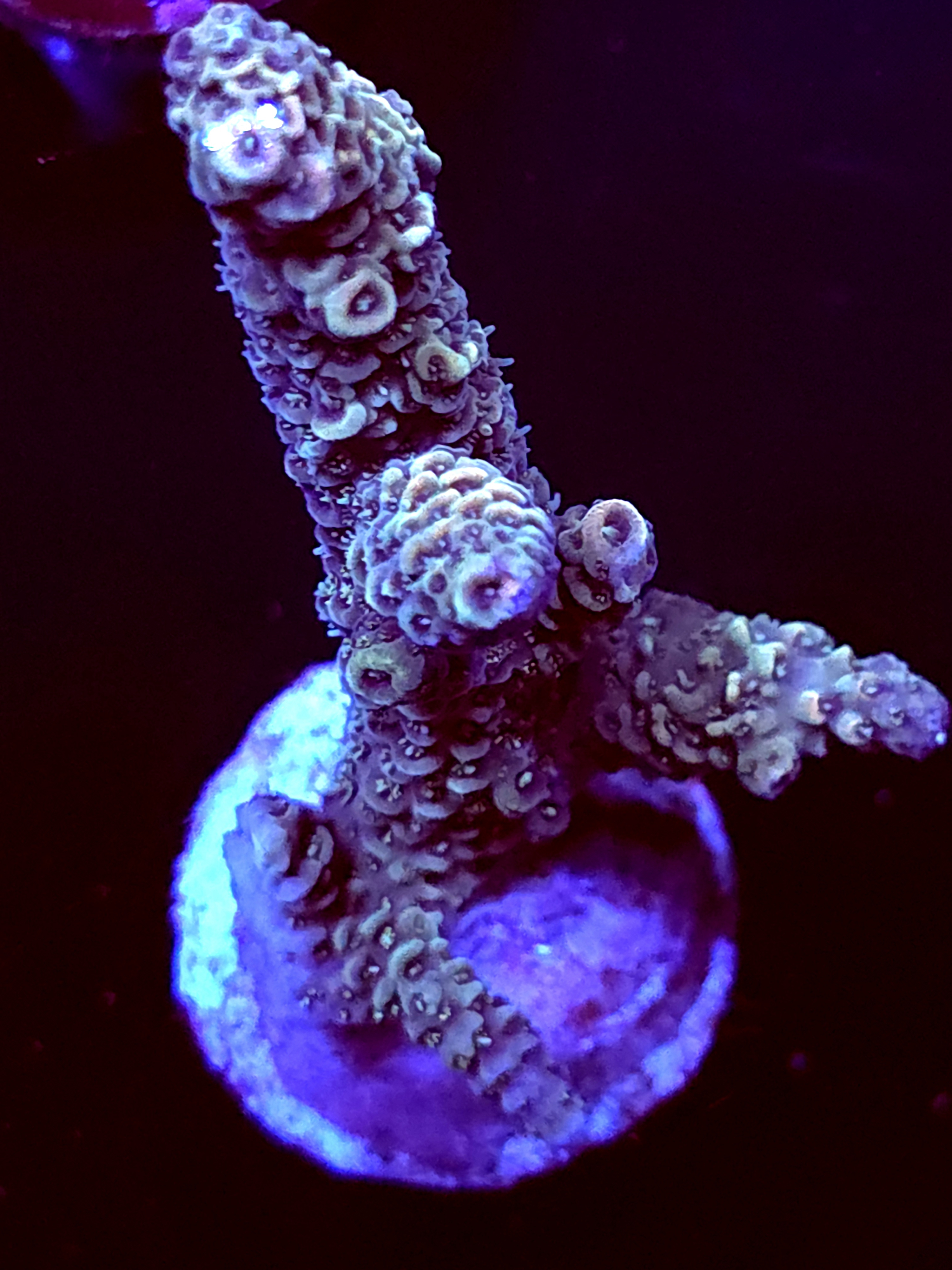 SBB "Meteor Burst" Acro Large Multibranch