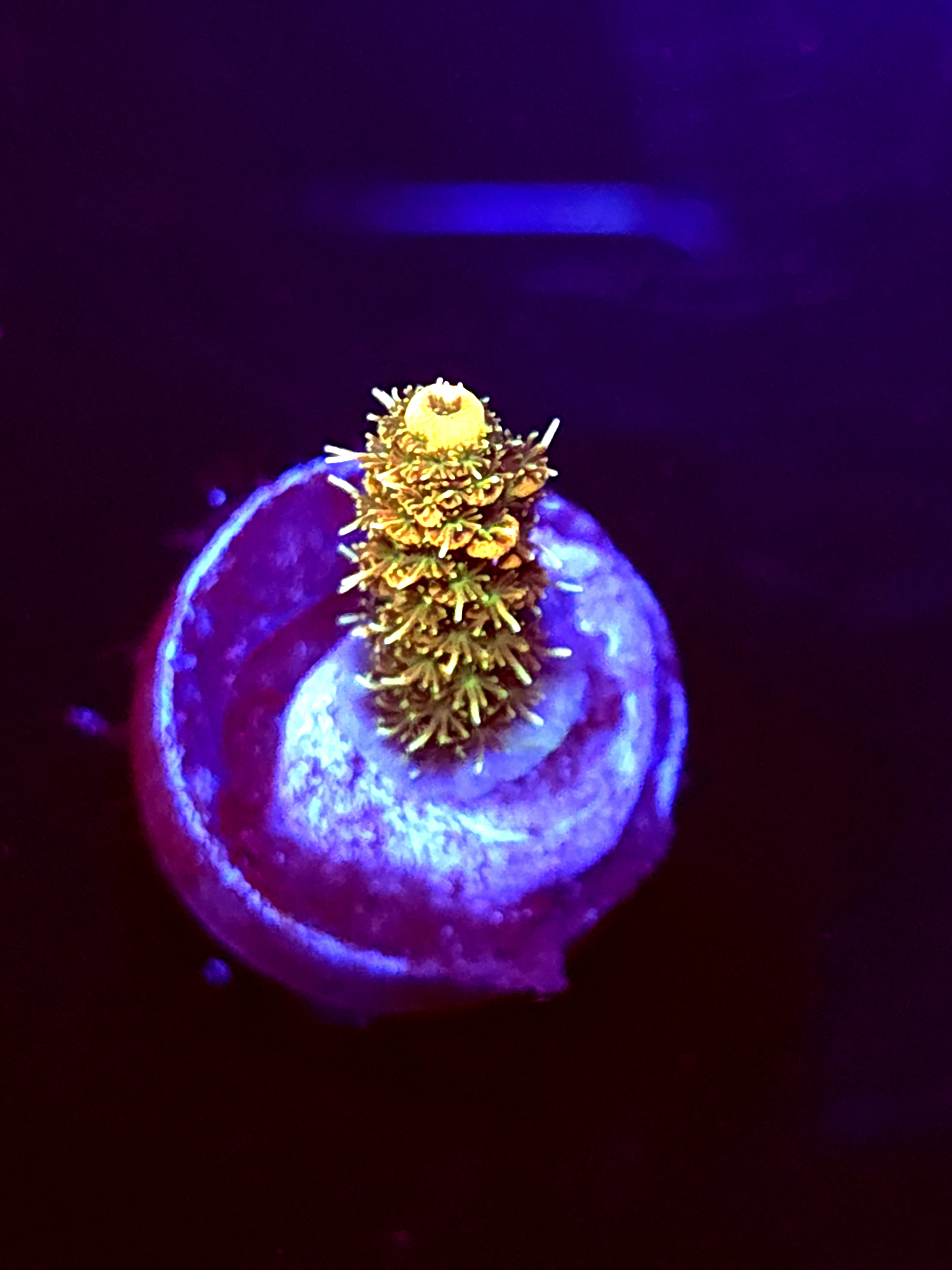 SBB "Cookie Glow" Acro Small Branch