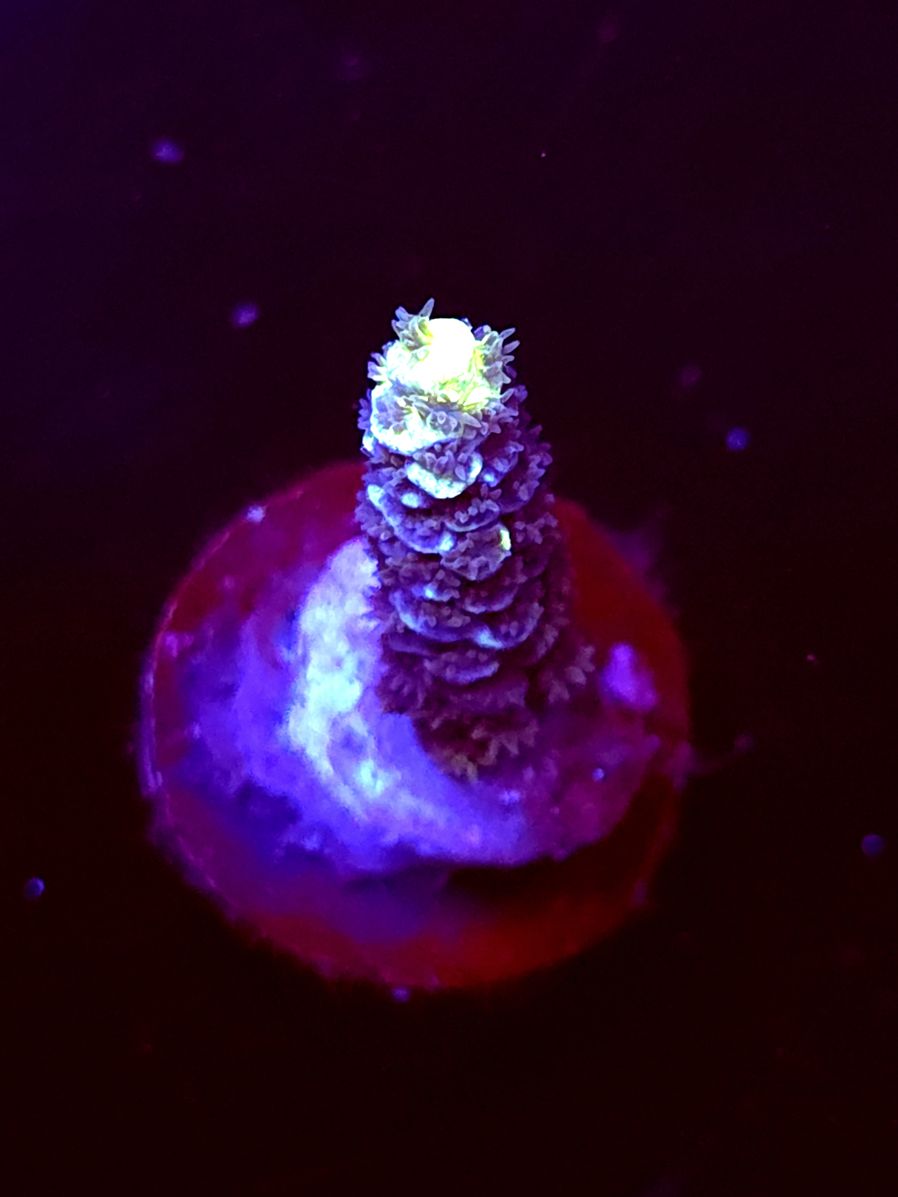 SBB "Bk Chem Frootloops" Acro Medium Branch