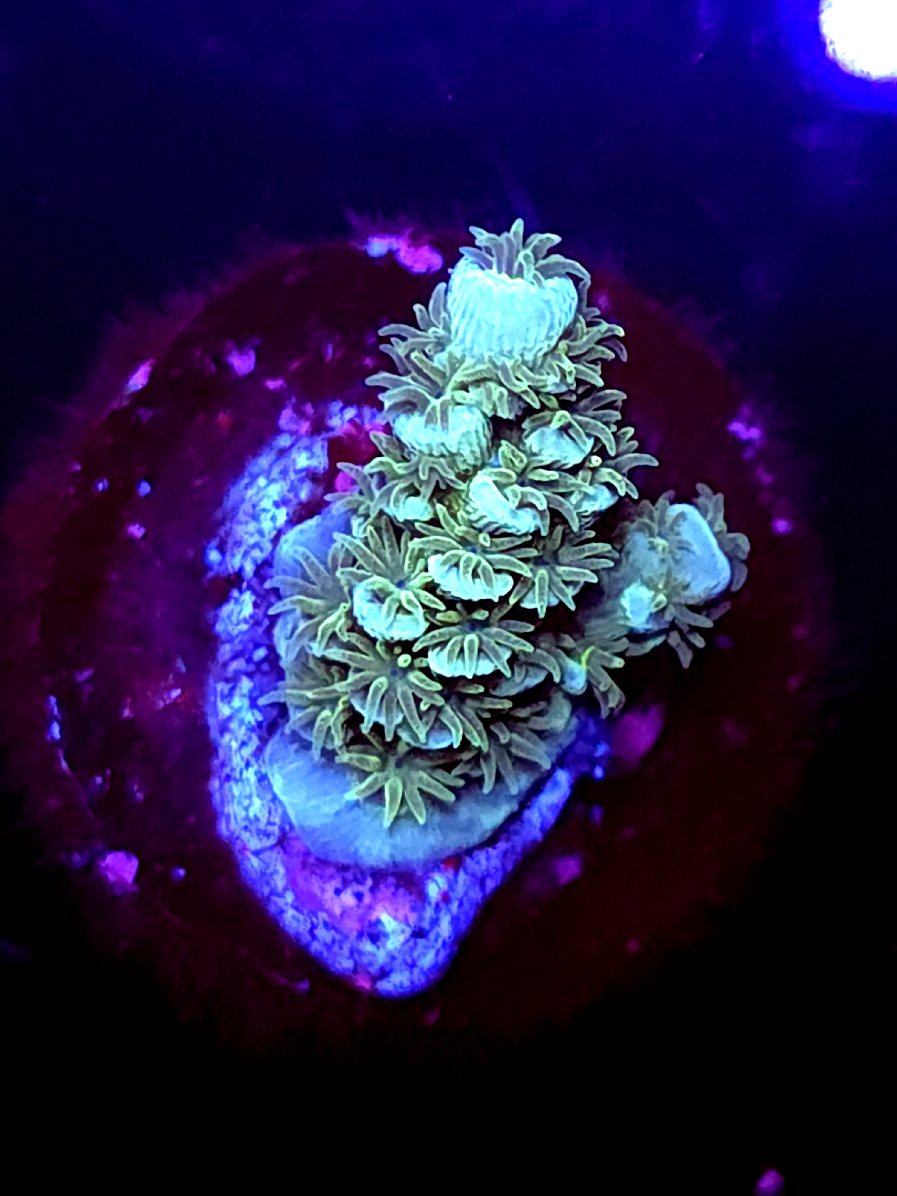 SBB " Mystery Signature" Acro Small Branch