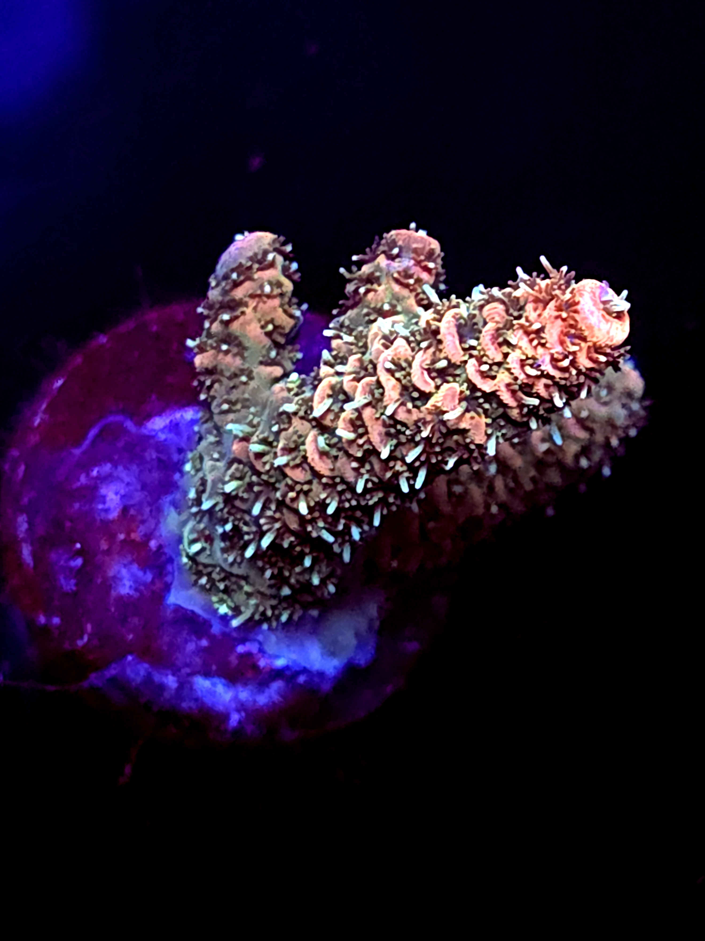 SBB "Grizzley Bear" Acro Medium 2 Branch