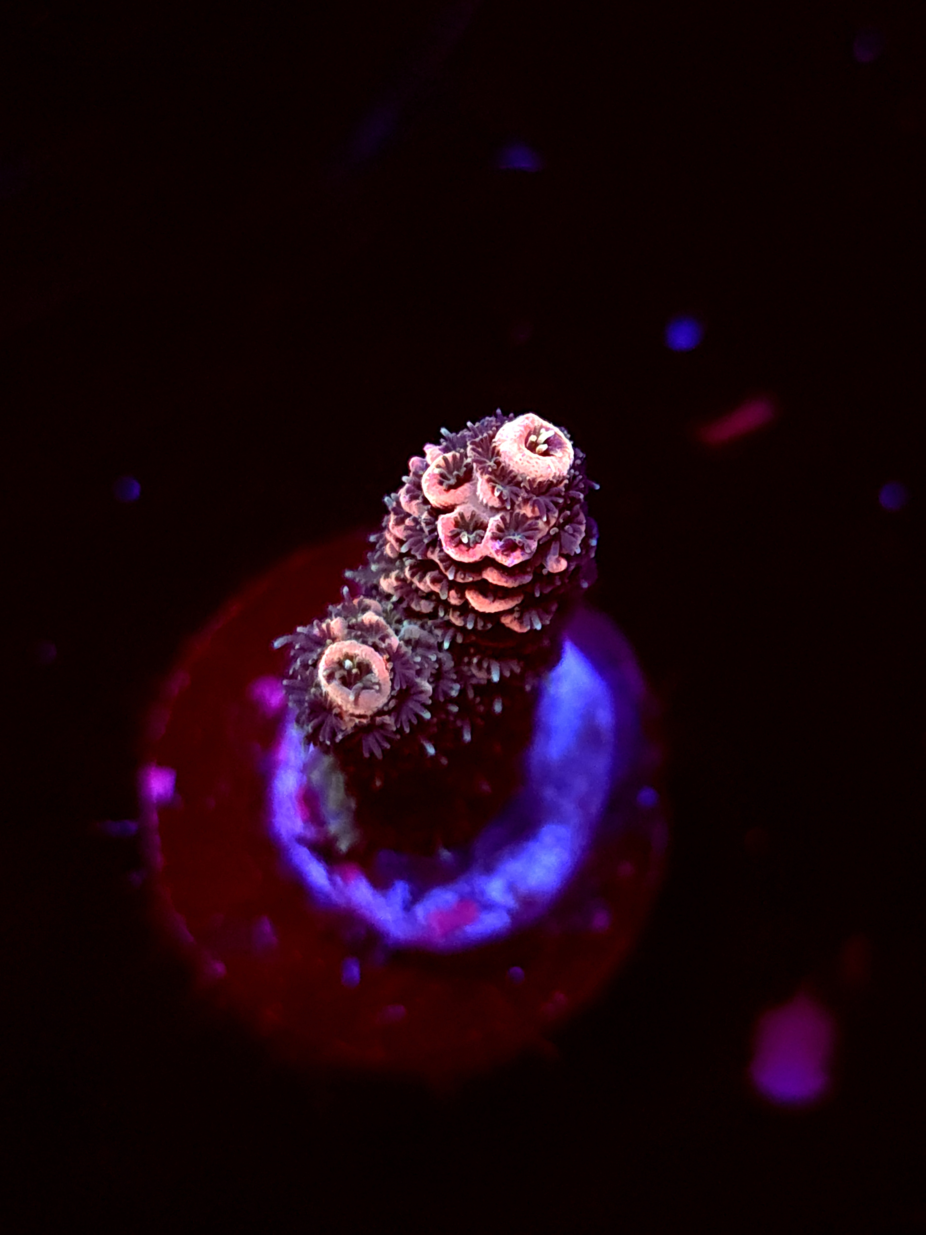 SBB "No Name" Acro Small Branch