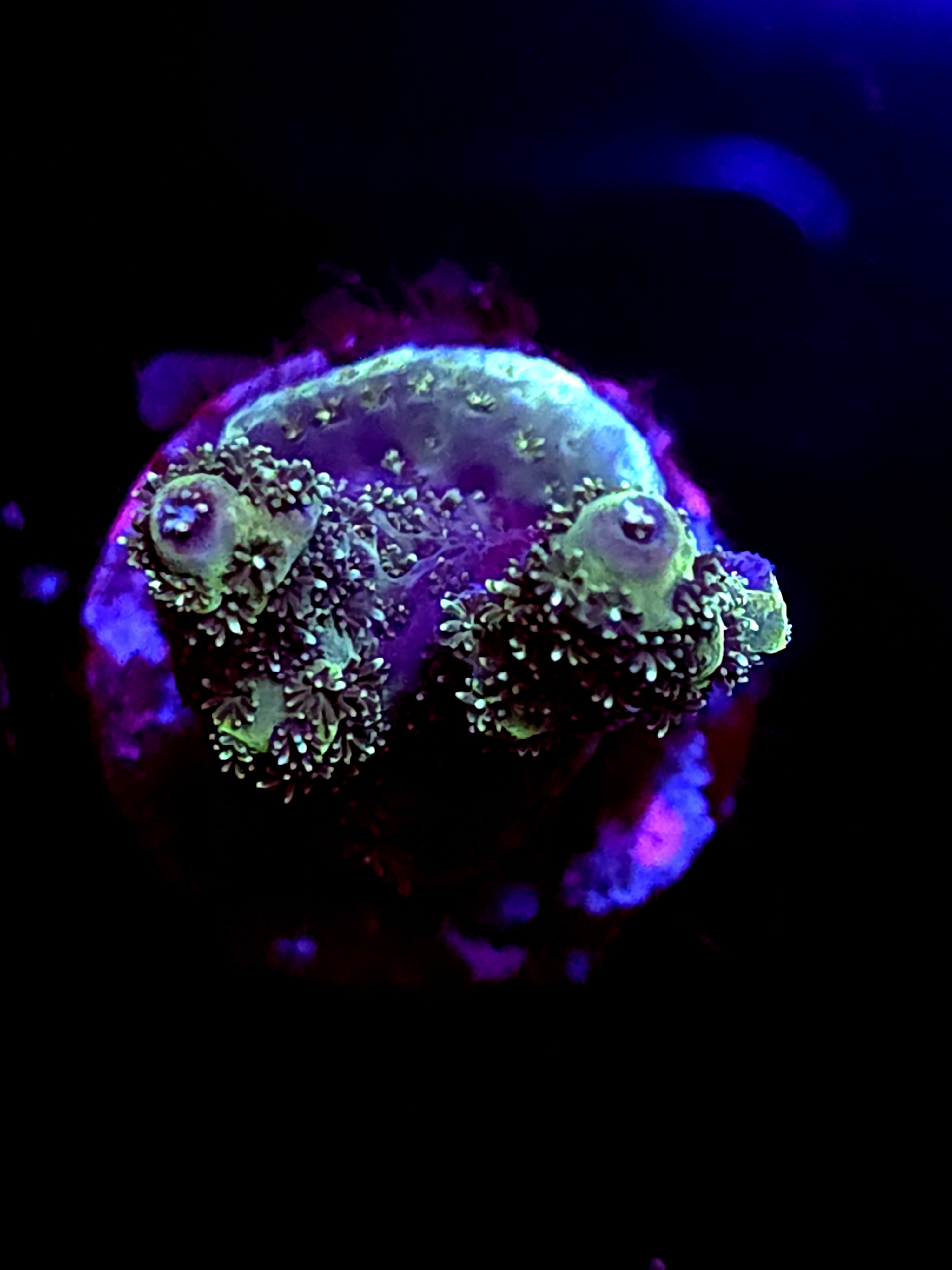 SBB "Solar Fuzz" Acro Medium 2 Branch