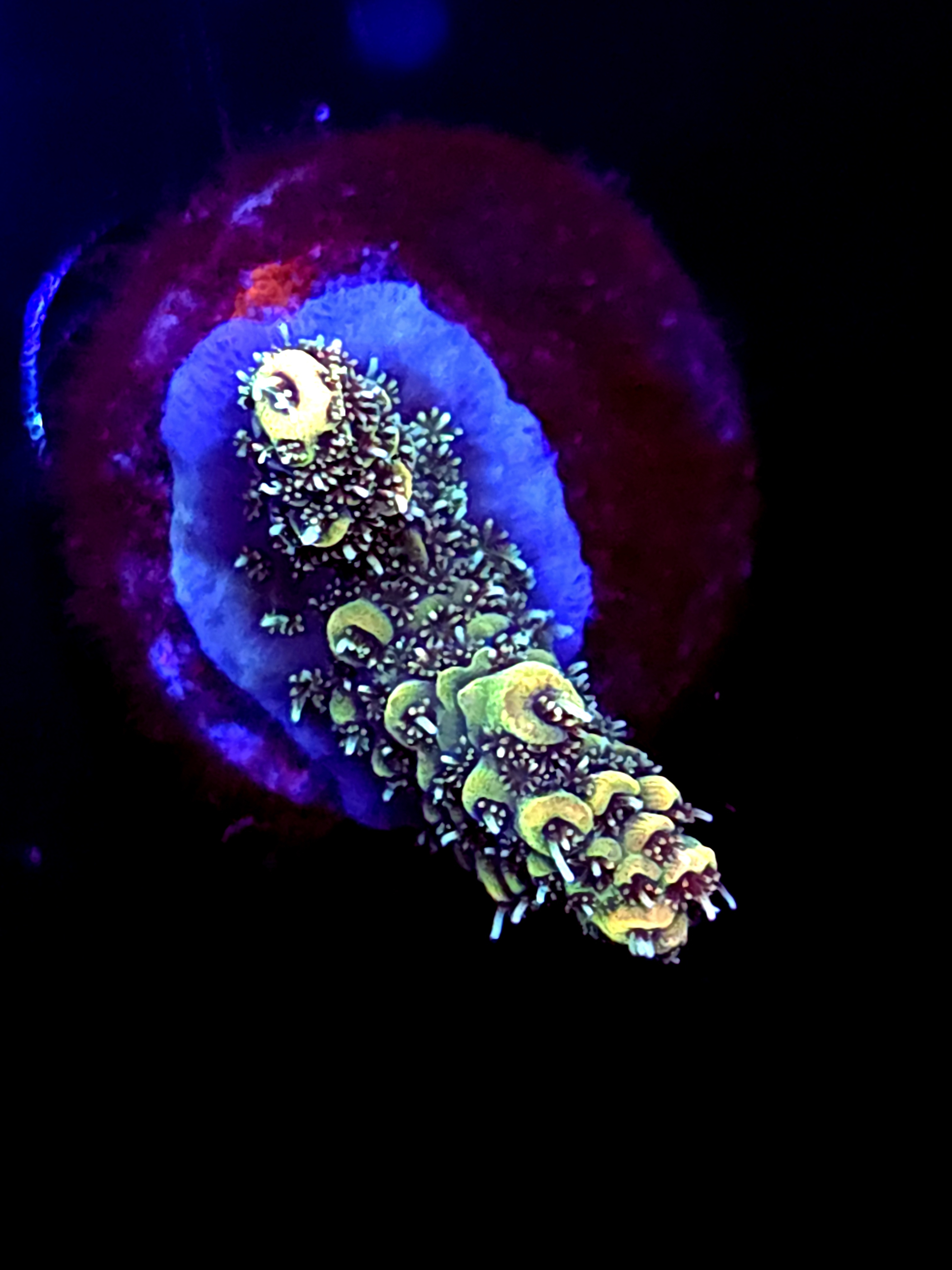 SBB "Mutant Glo" Acro Small 2 Branch