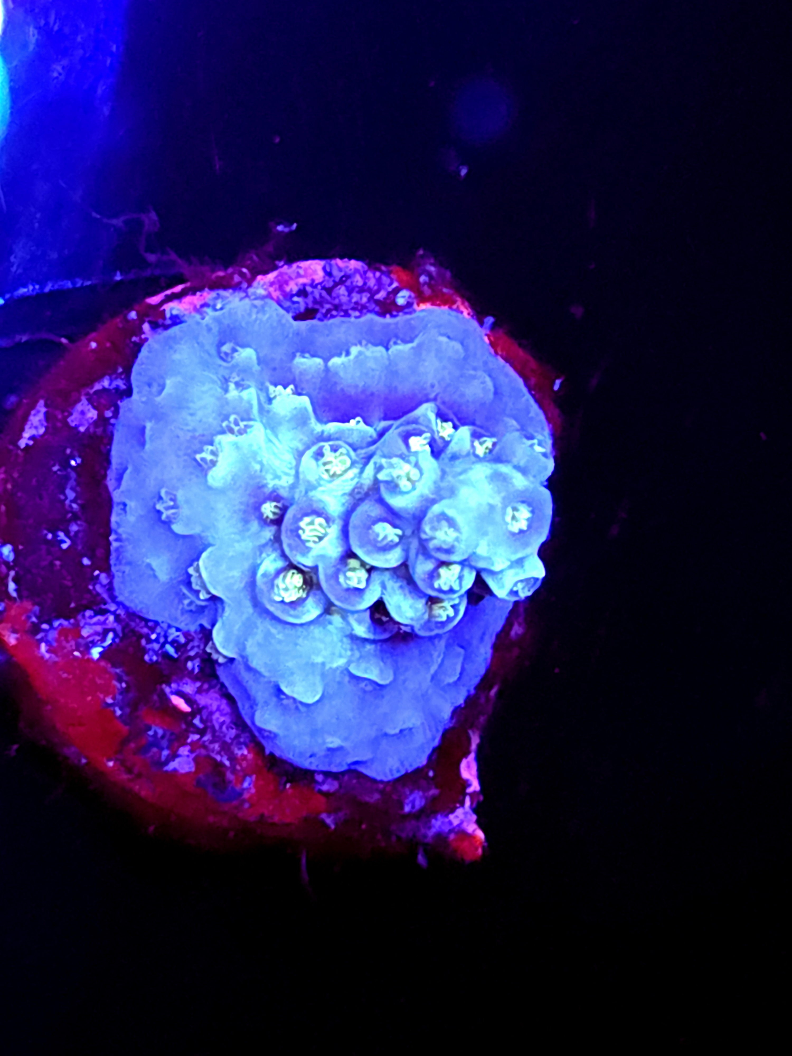 SBB "Mystery Signature" Acro Small Branch