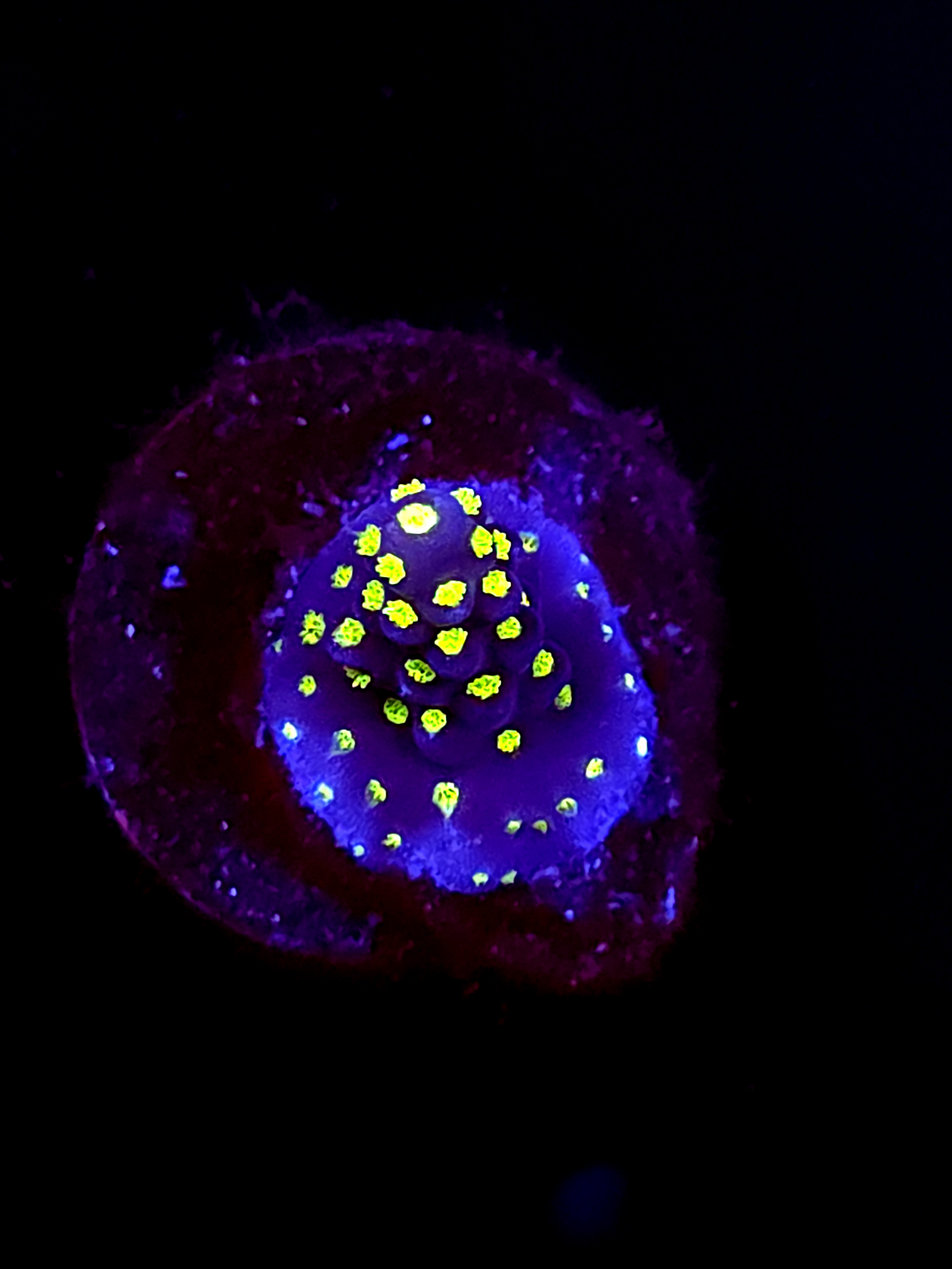 SBB "No Name" Acro Small Branch Crusty