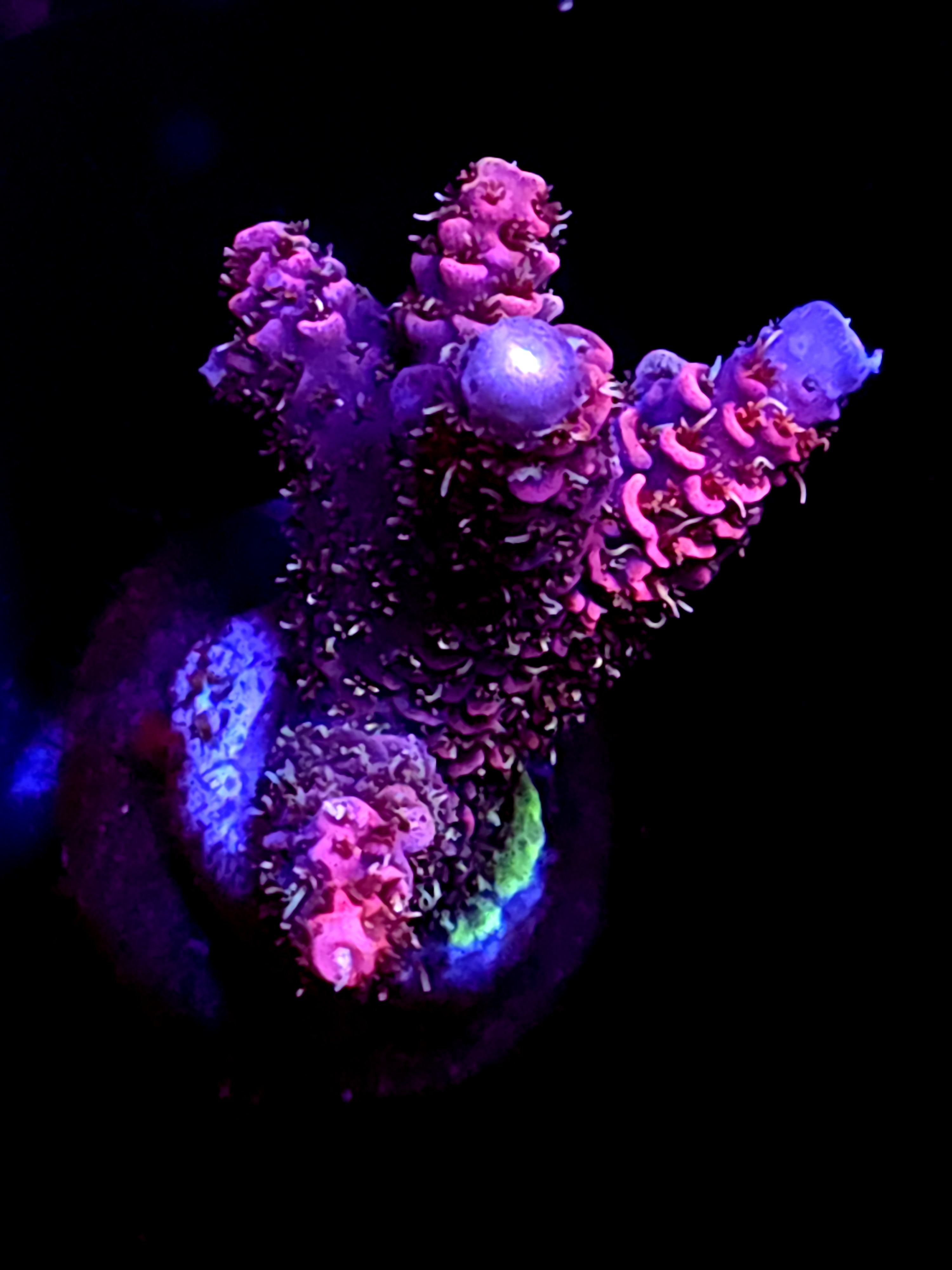 SBB "Comet Lash" Acro Medium Multibranch