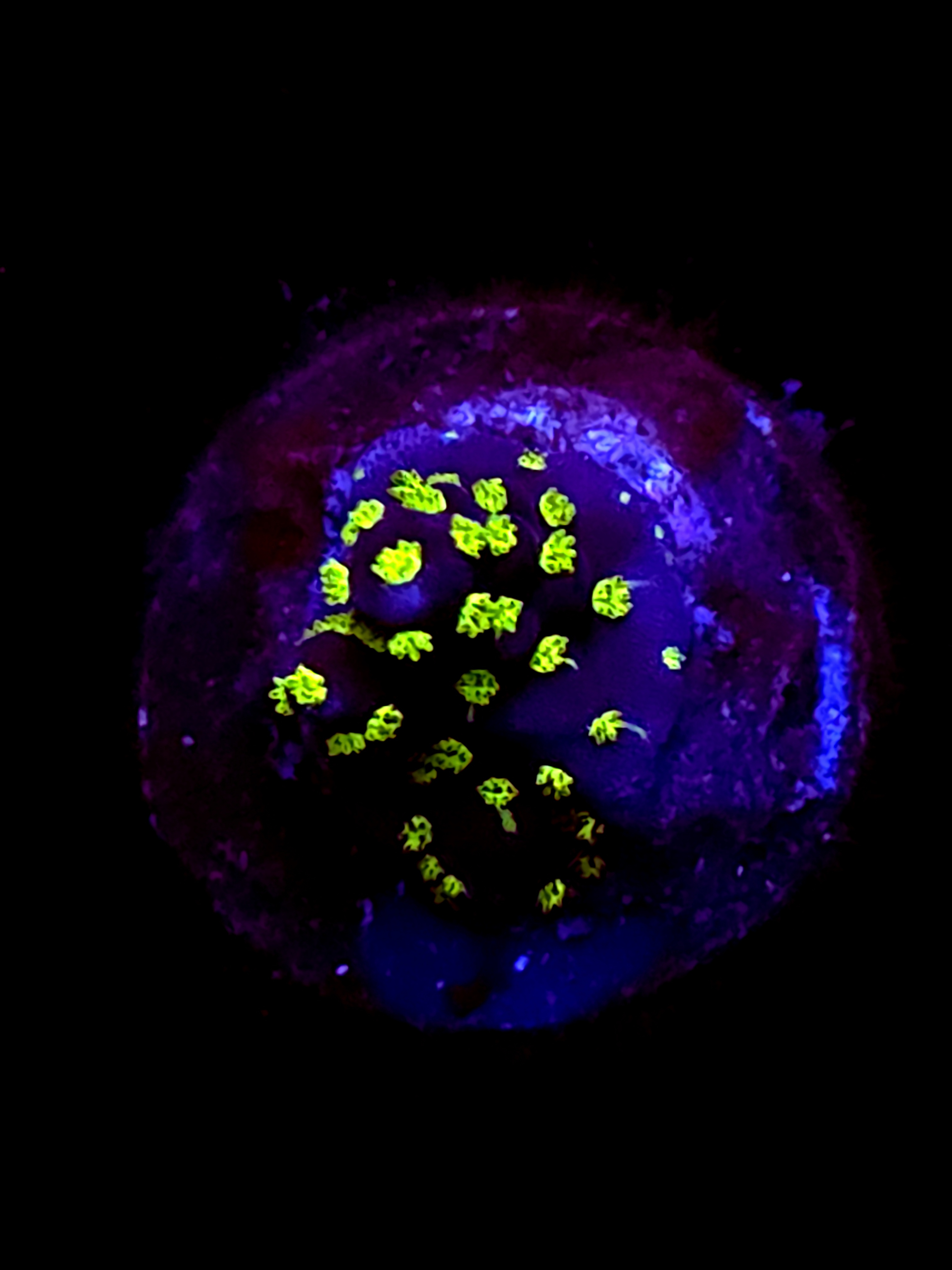 SBB "Light Saber" Acro Tiny Crusted