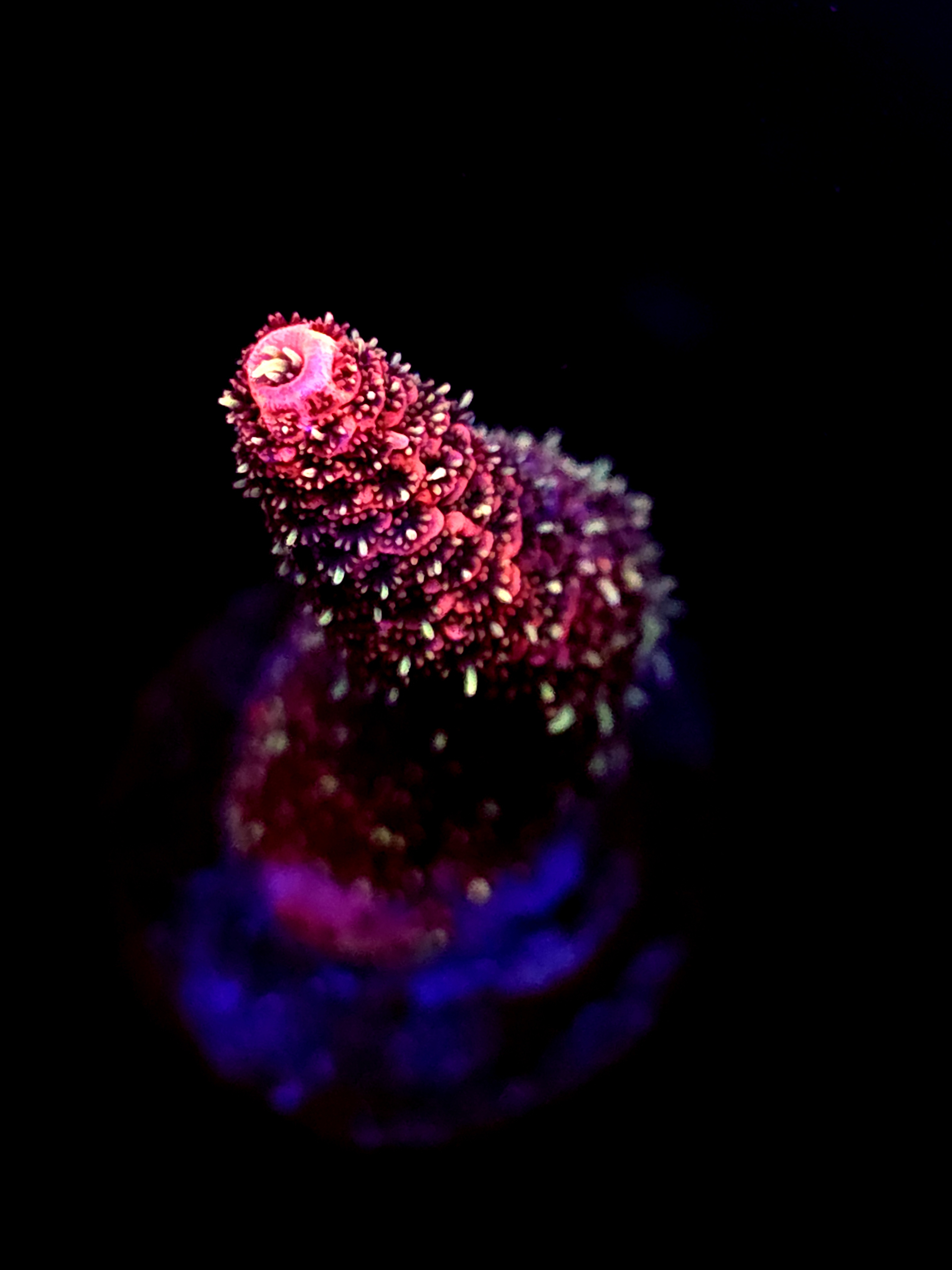 SBB "Silver Dusk" Acro Medium Branch