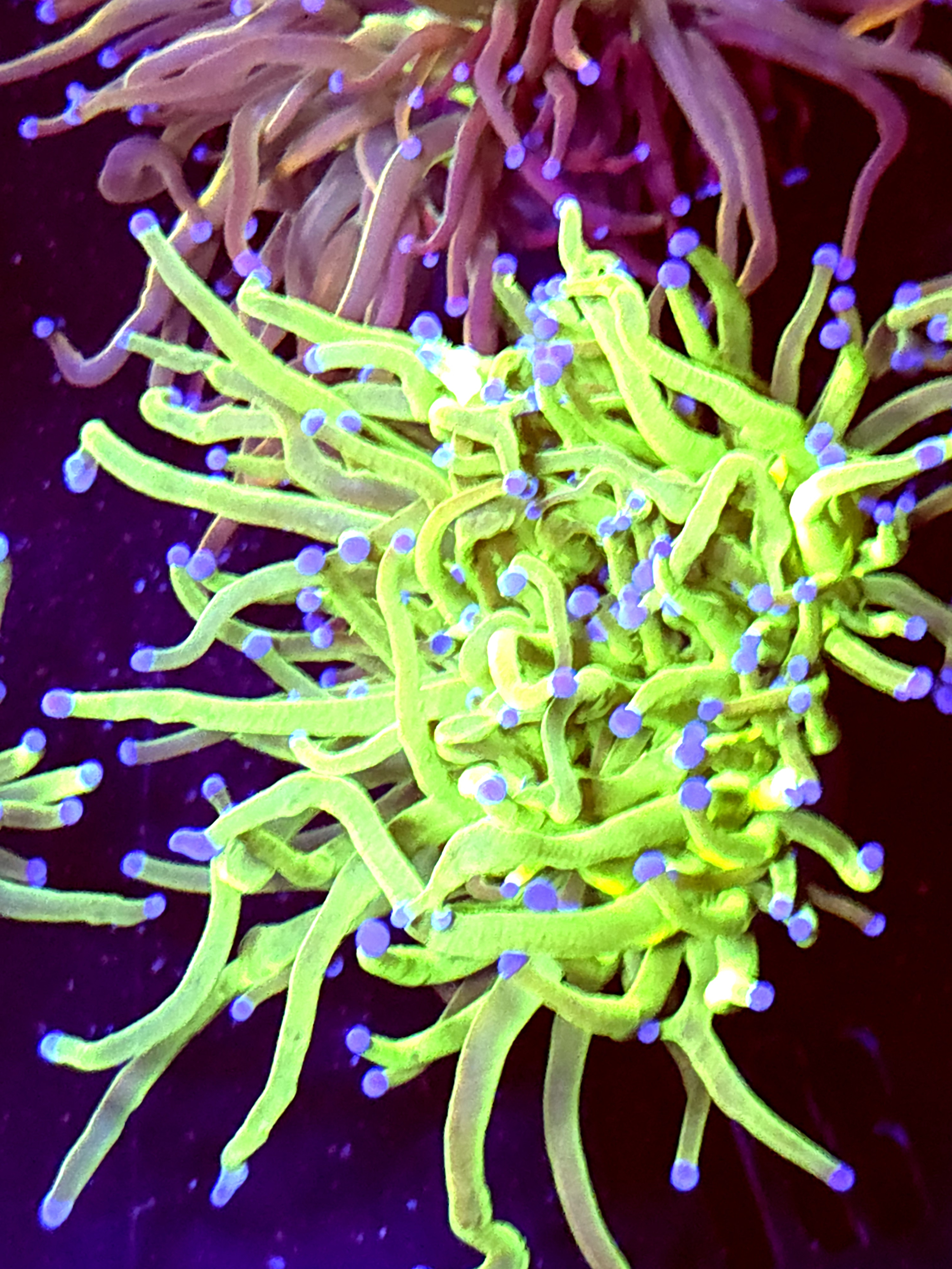 SBB " Nickolodian" Torch