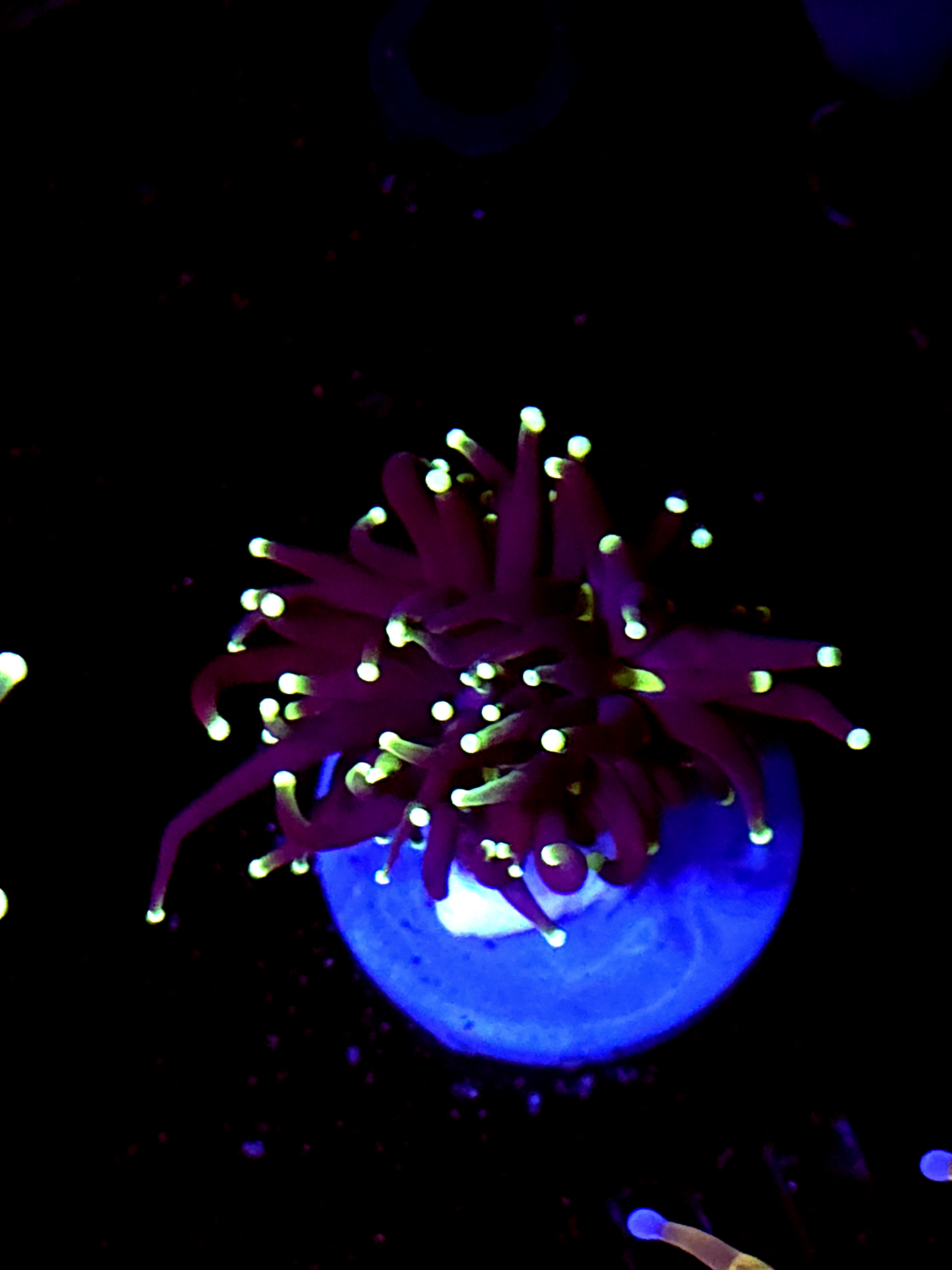 SBB " Black Panther' Torch