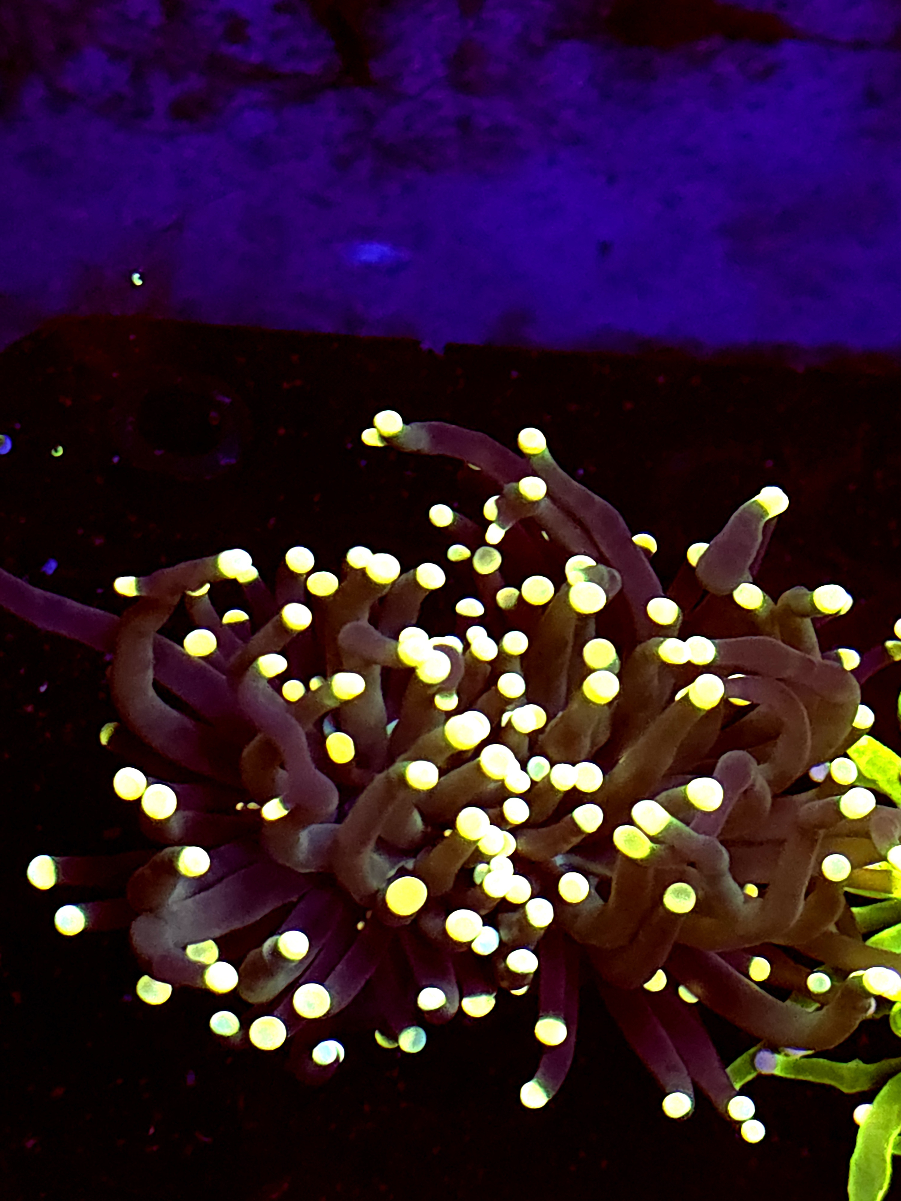 SBB " Artic Jade" Torch