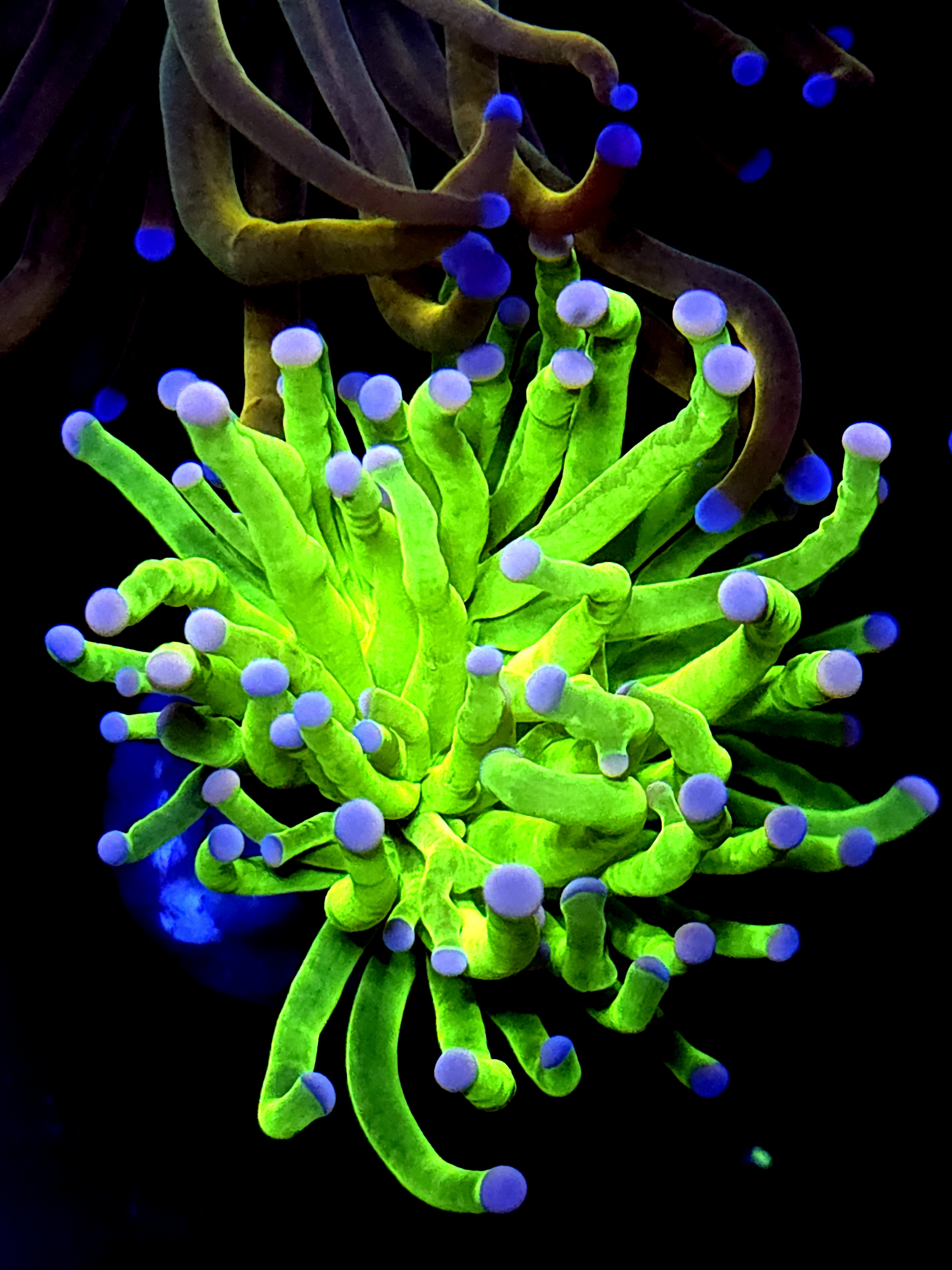 SBB " Nickolodian" Torch