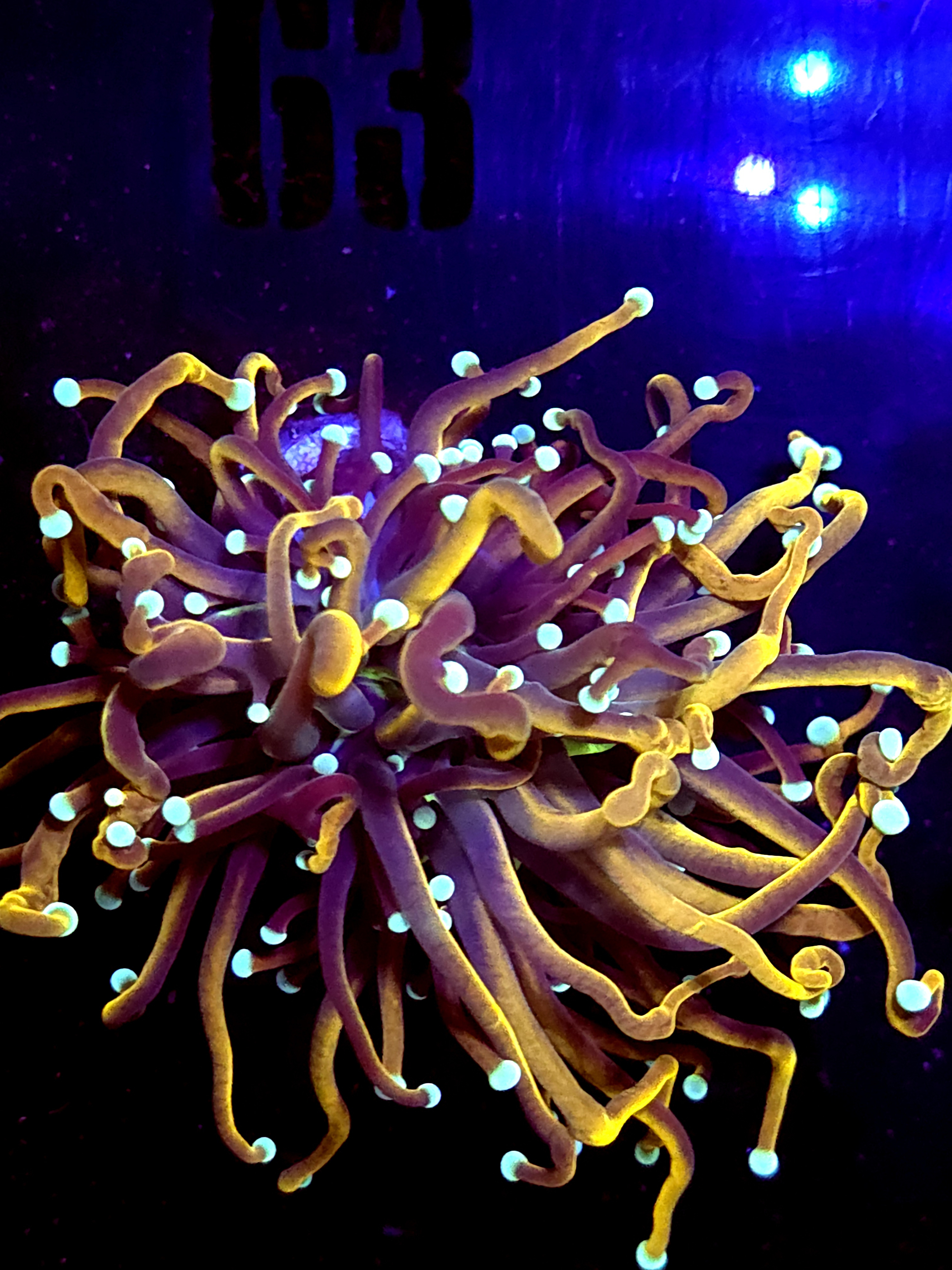 SBB " Dr Strange" Torch