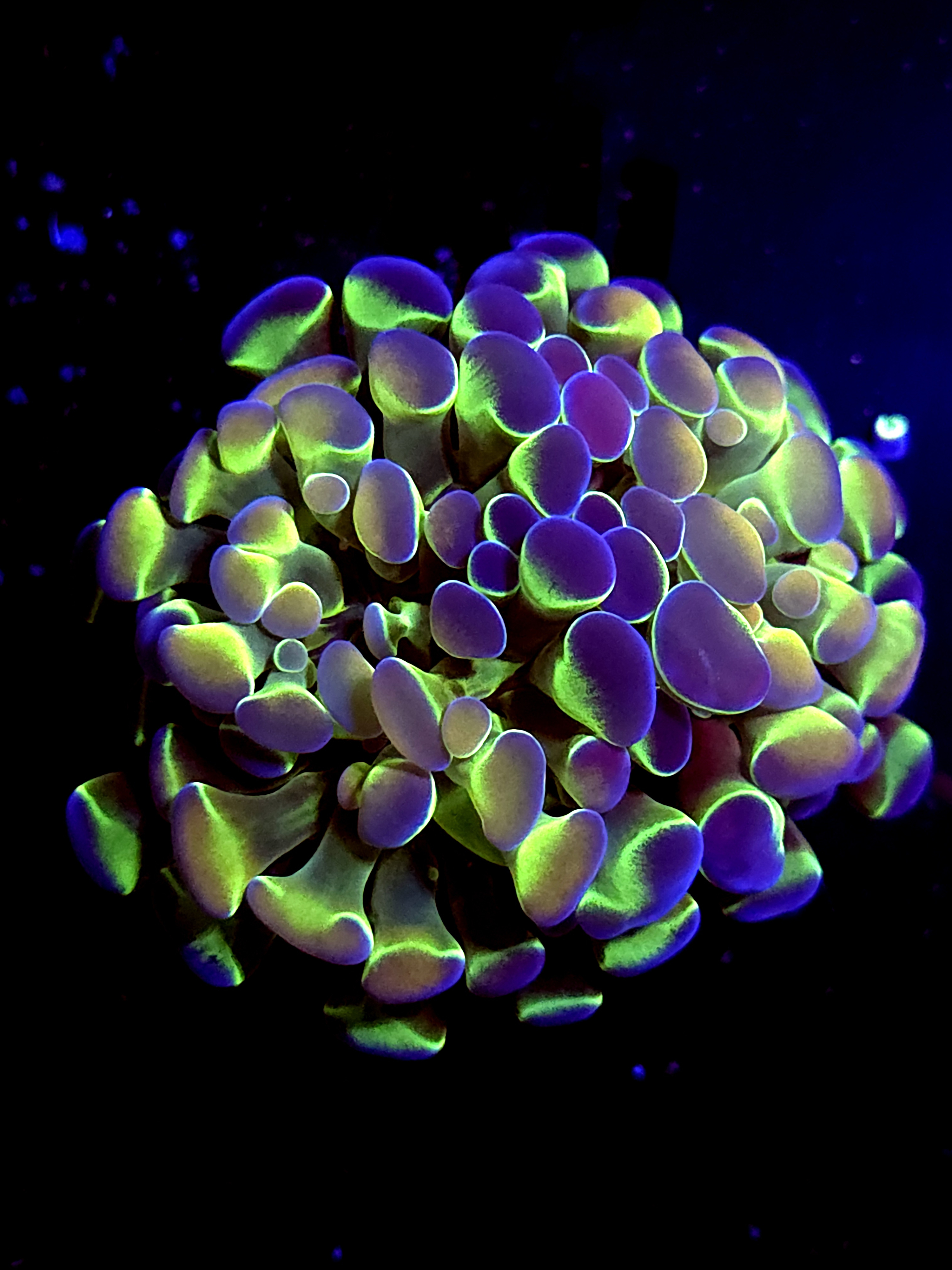 SBB " Hologram" Hammer Splitting Heads