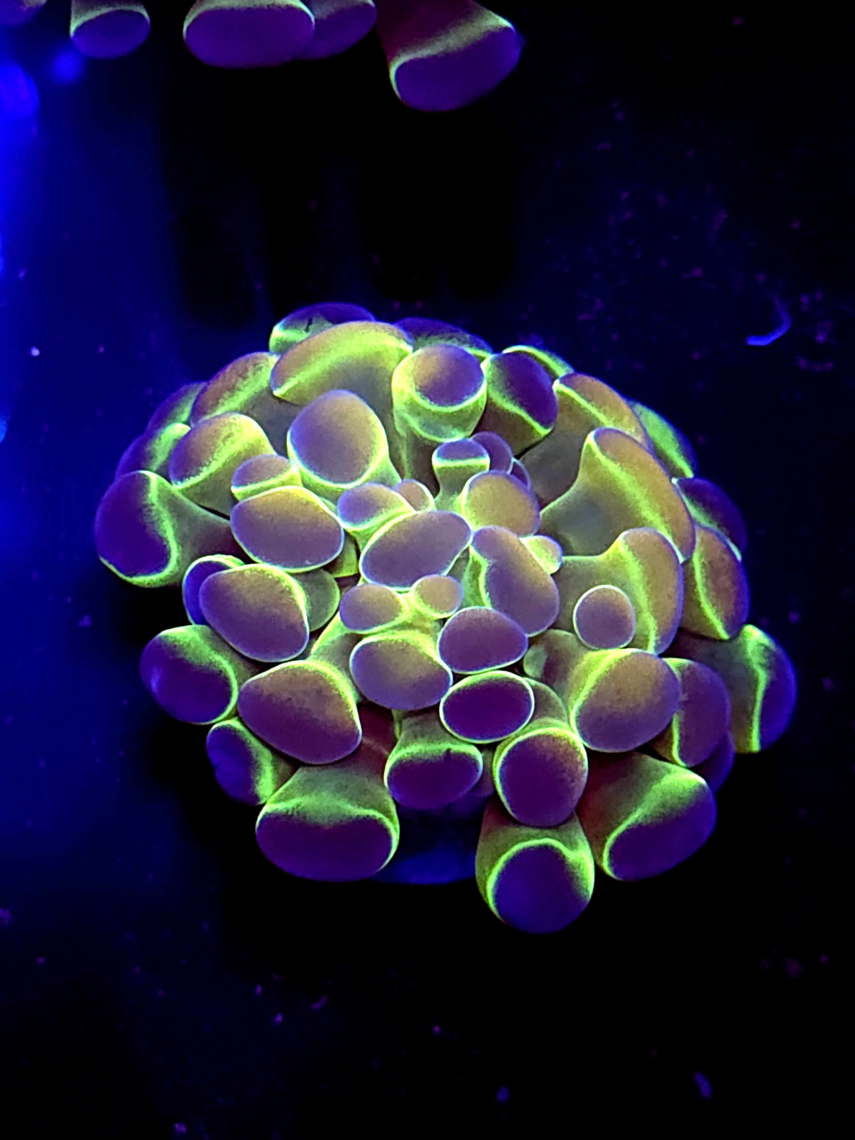 SBB " Hologram" hammer