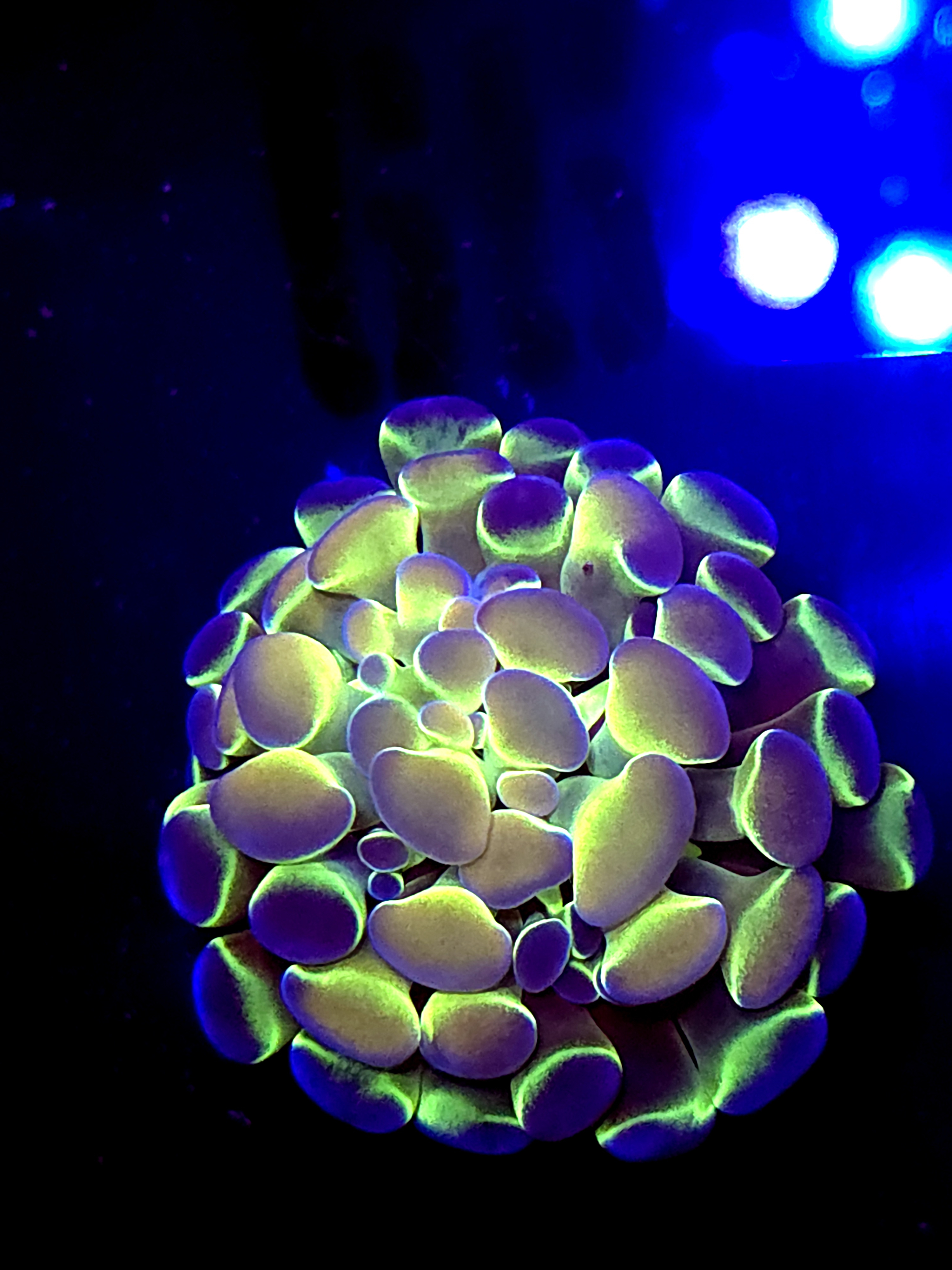 SBB " Hologram" hammer