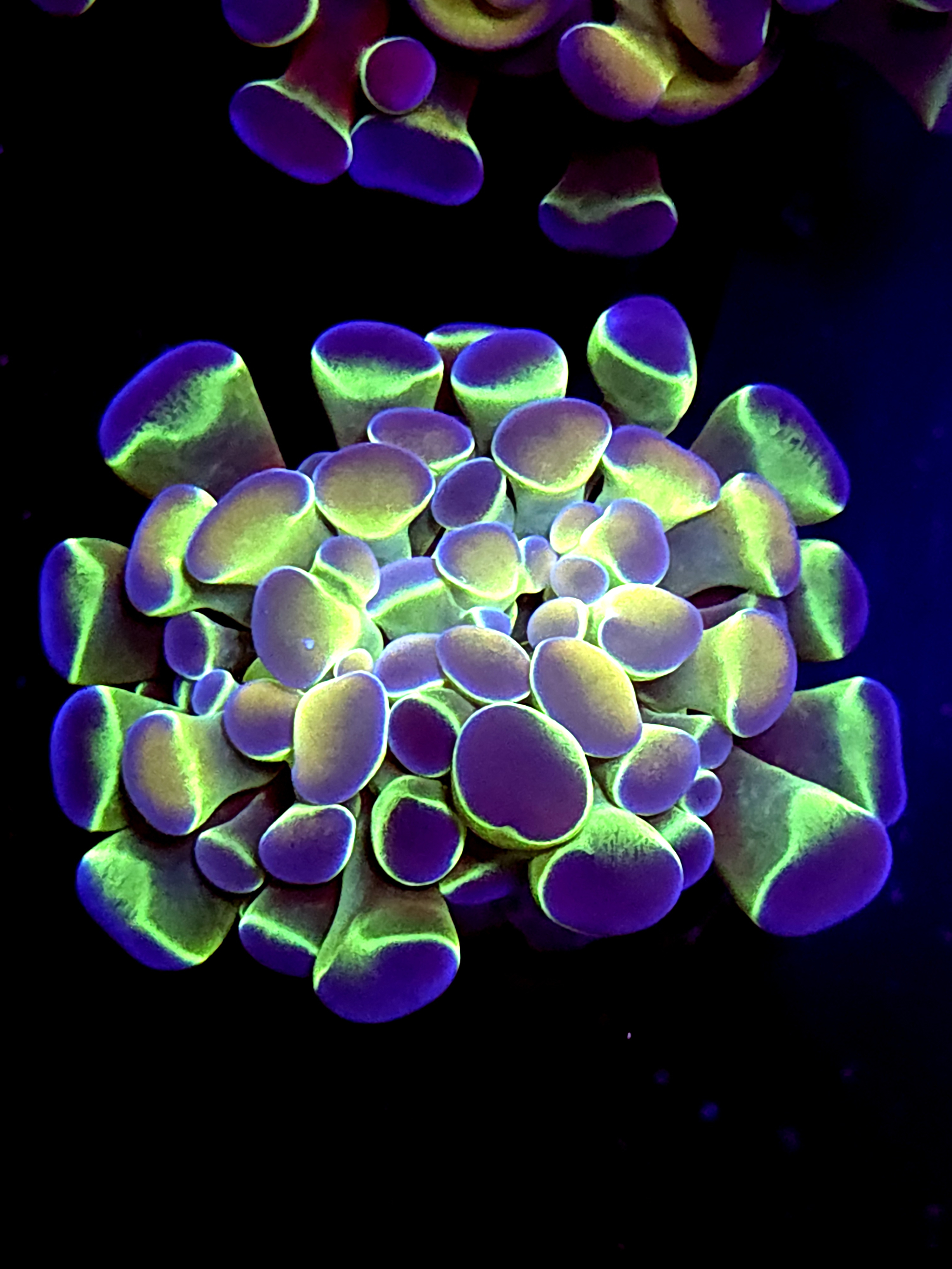 SBB " Hologram" Hammer