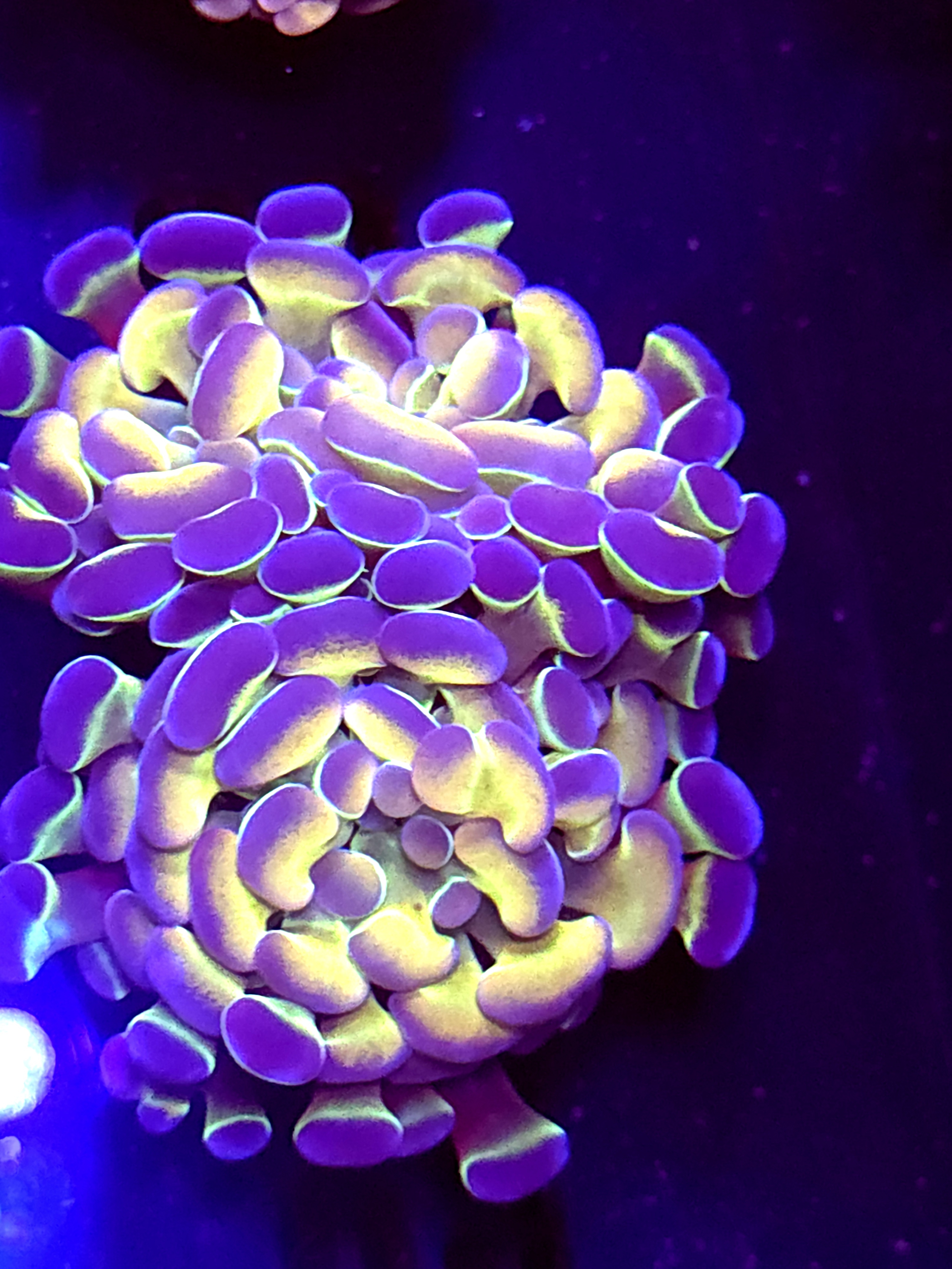 SBB " Blue Hologram" Hammer Double head