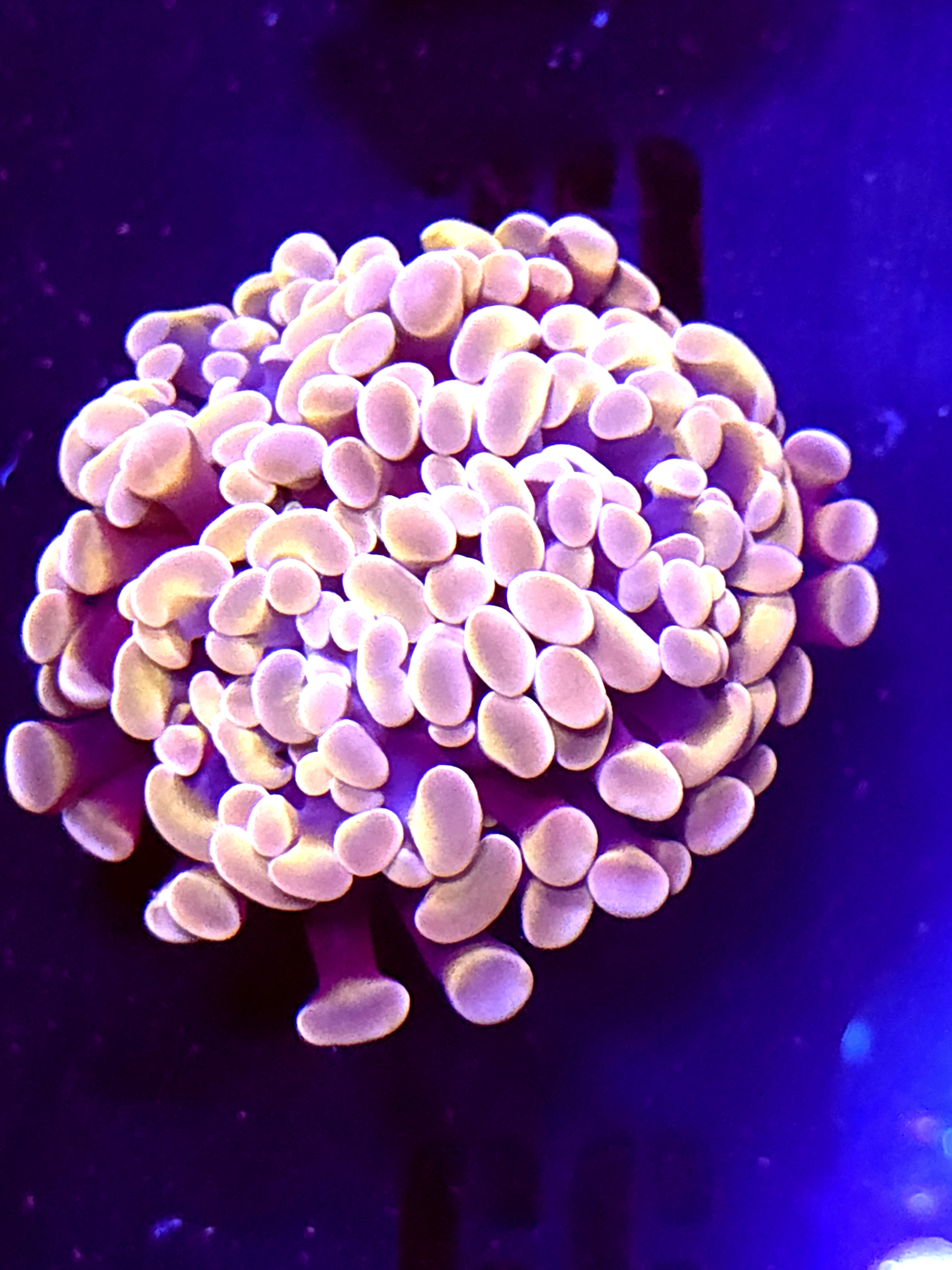 SBB " Orange Indo" hammer