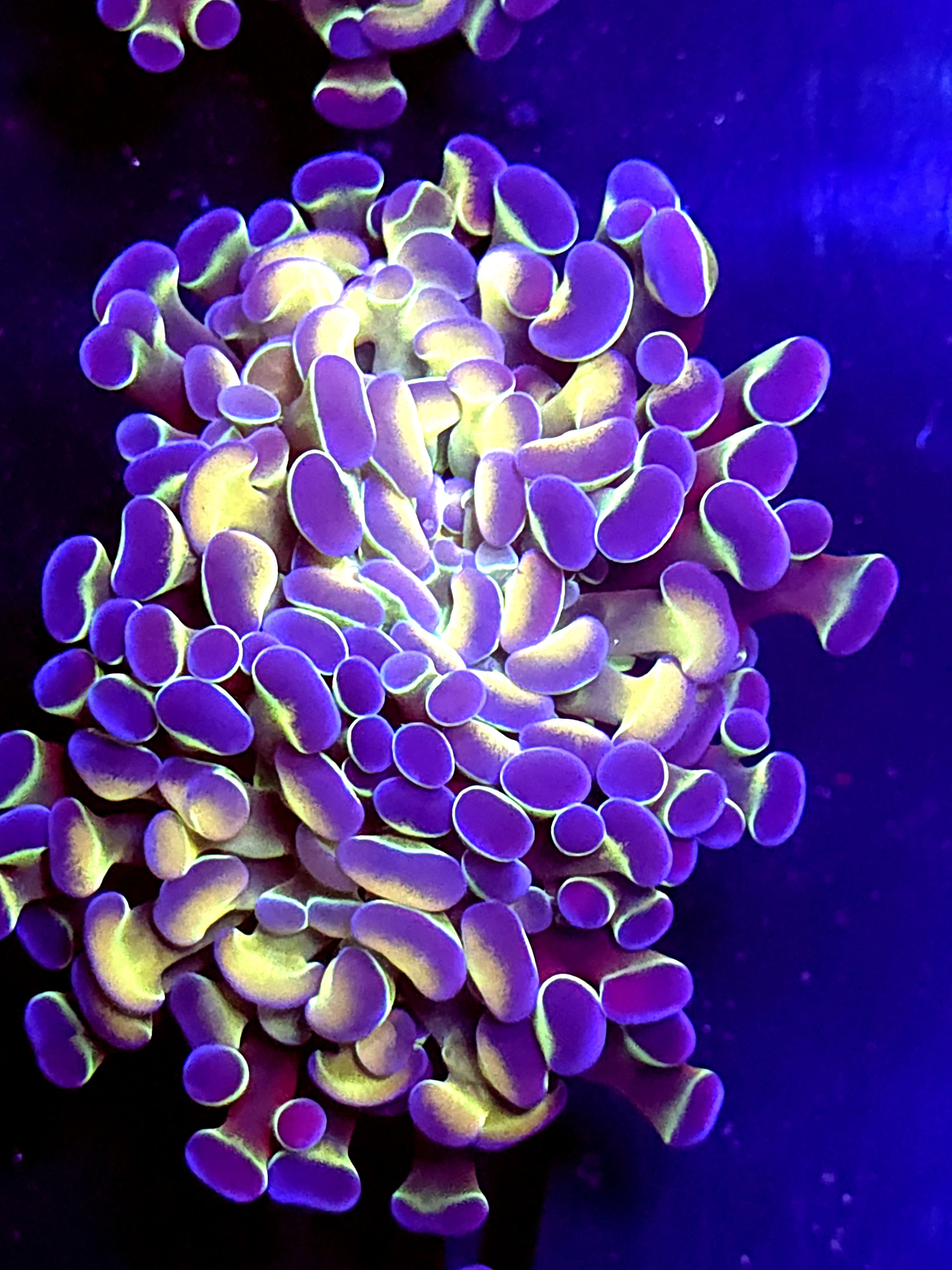 SBB " Blue Hologram" Hammer Double head