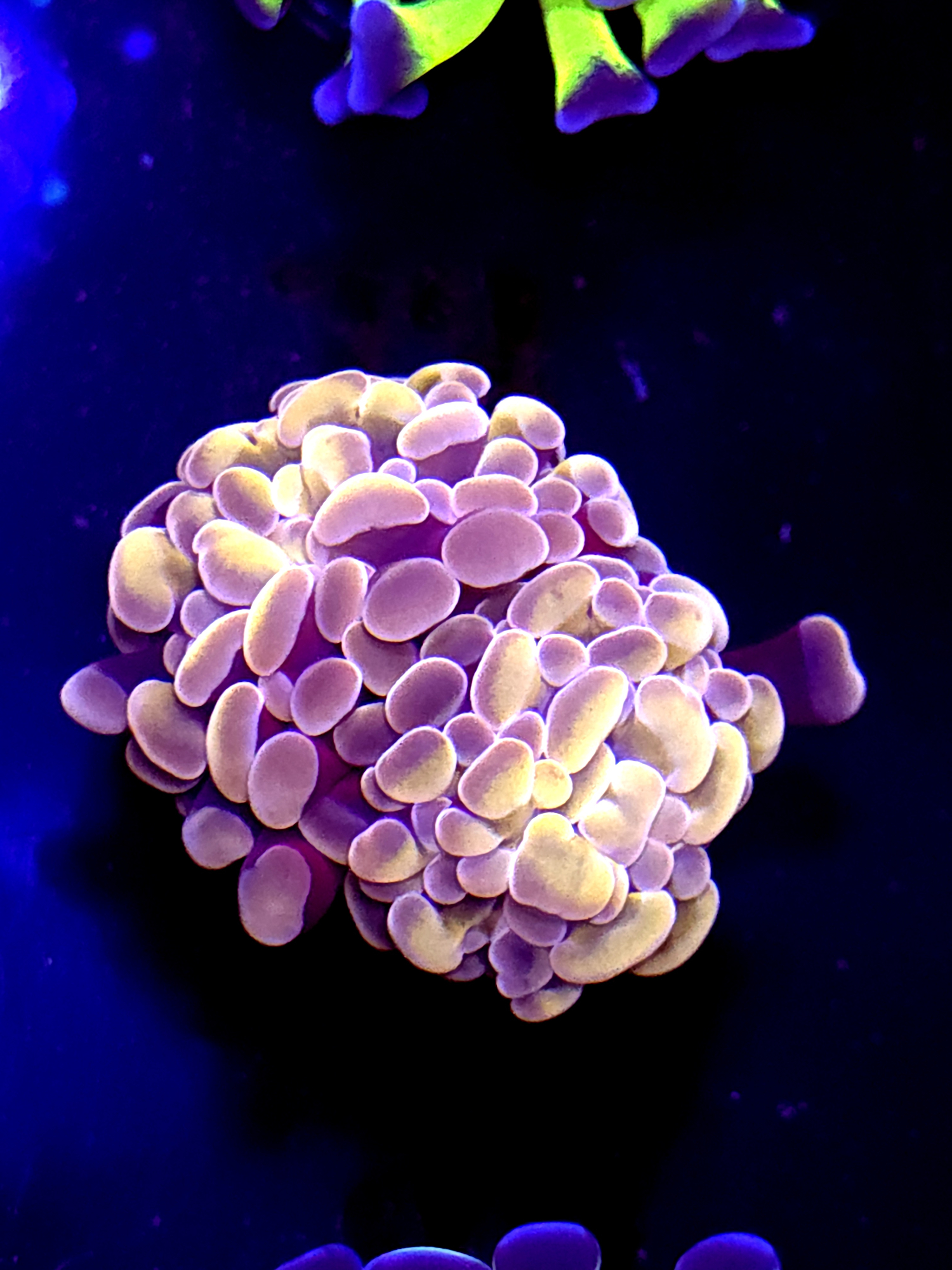 SBB Orange Indo hammer