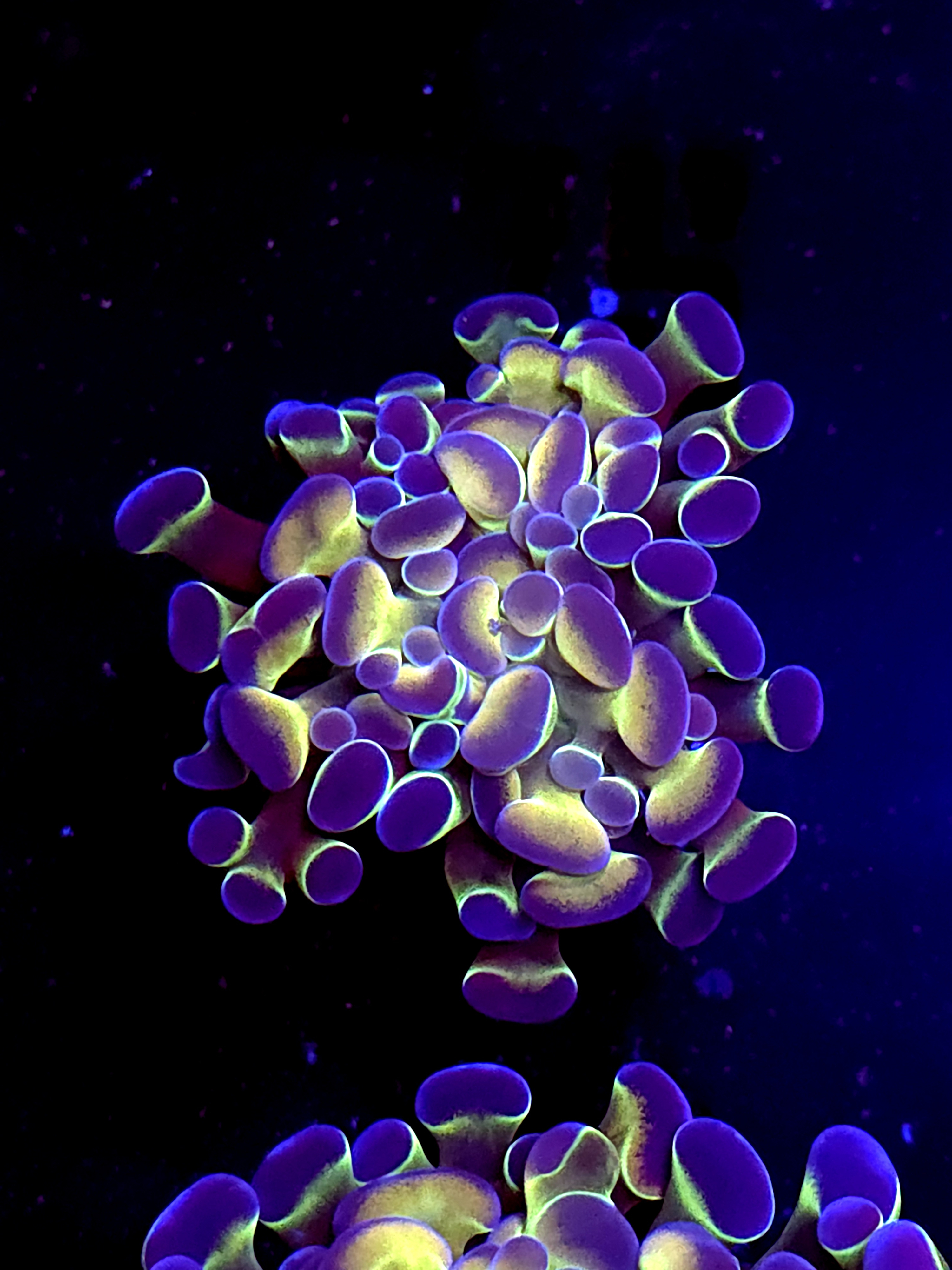 SBB " Hologram" hammer