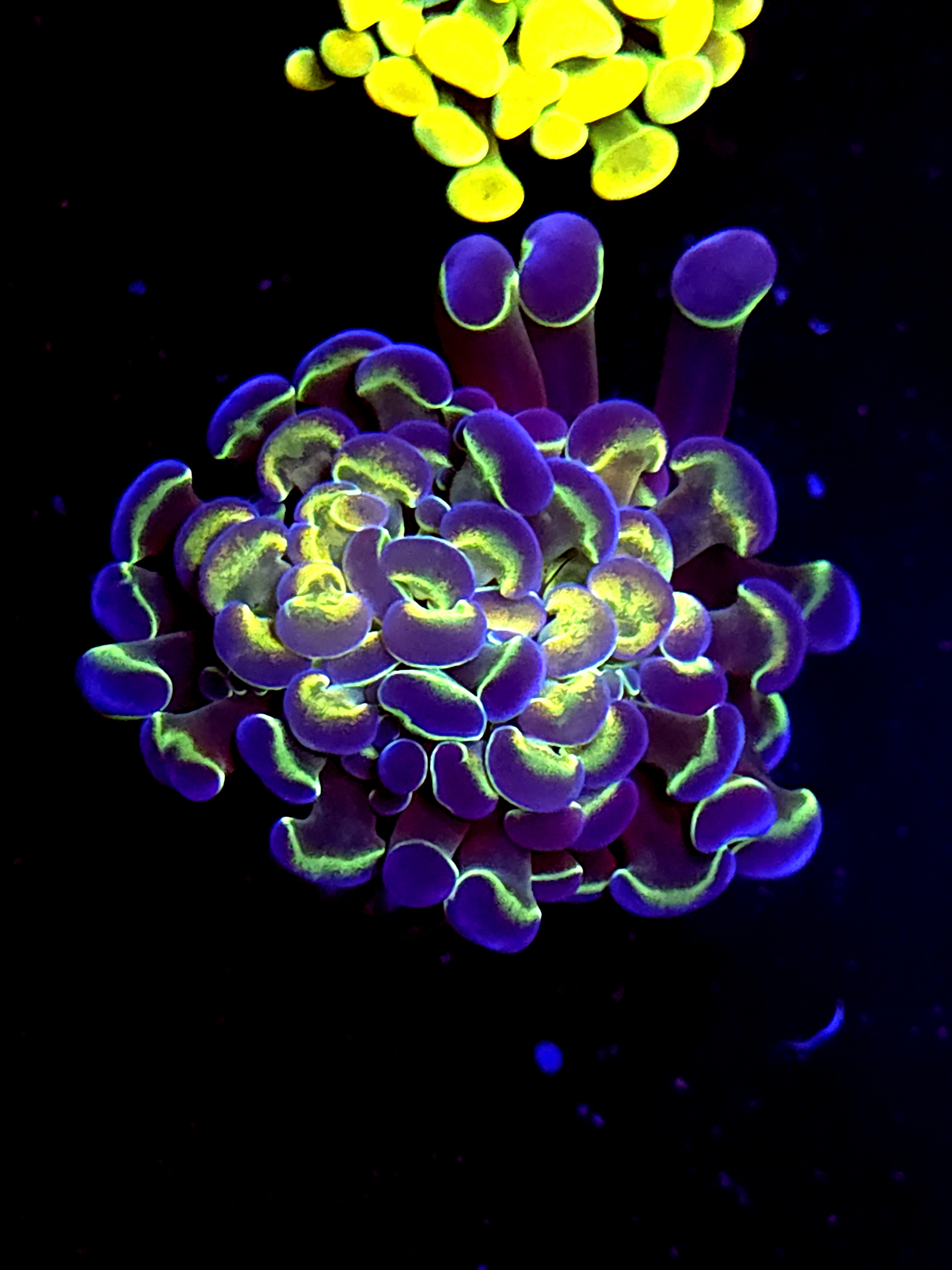 SBB " Hologram" Hammer