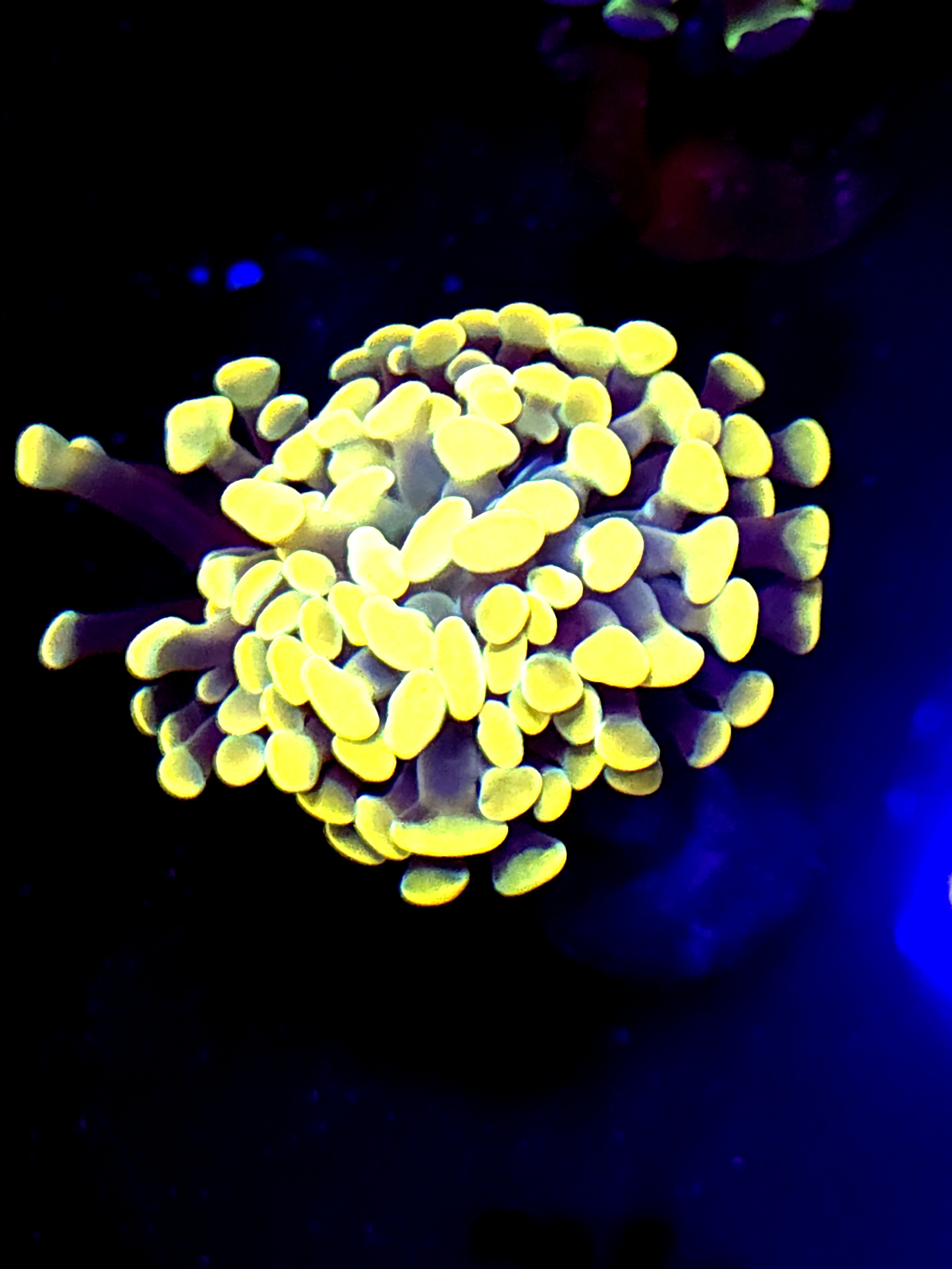 SBB " Bid Bird' hammer