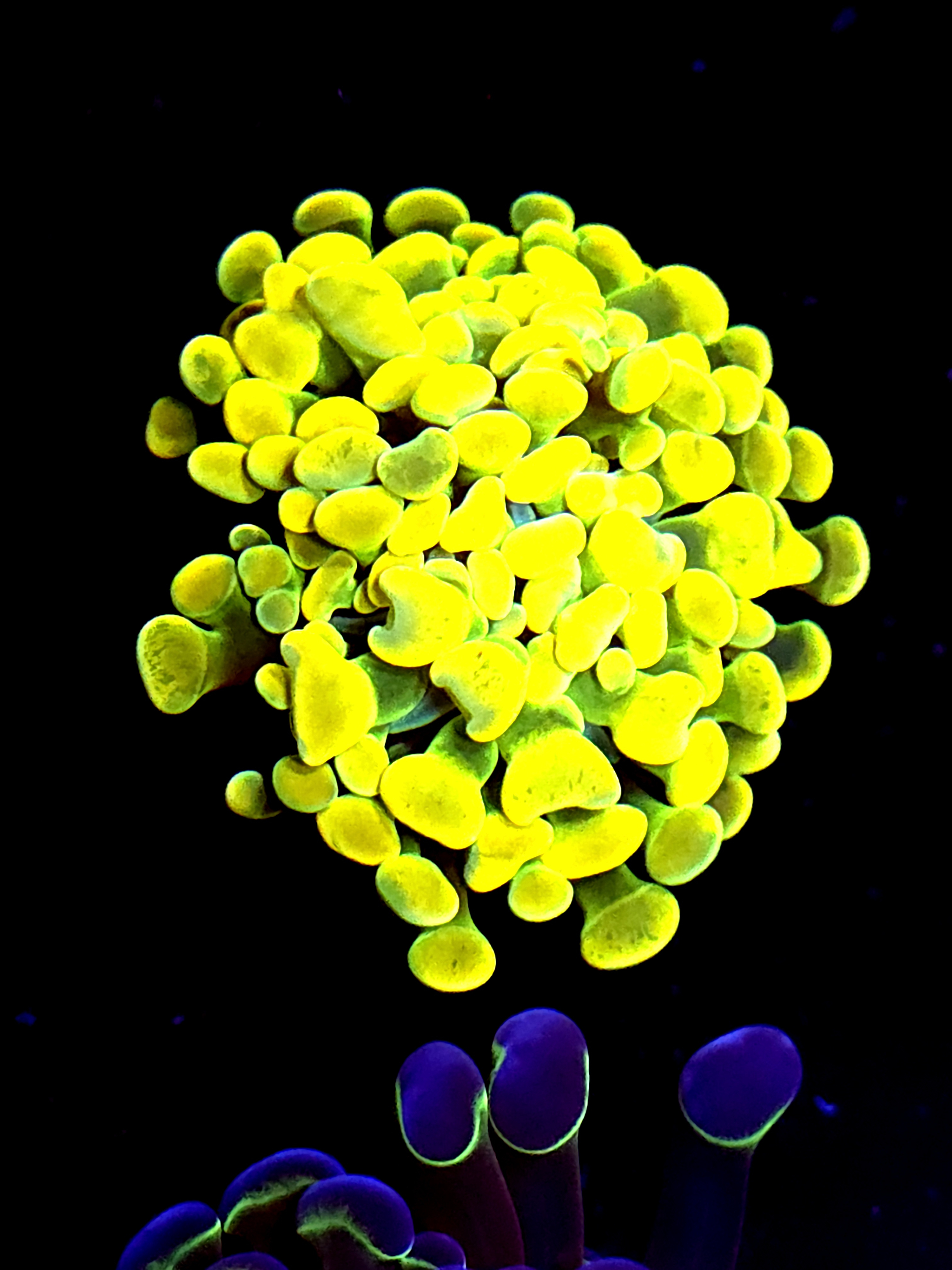 SBB " Holy Grail" hammer