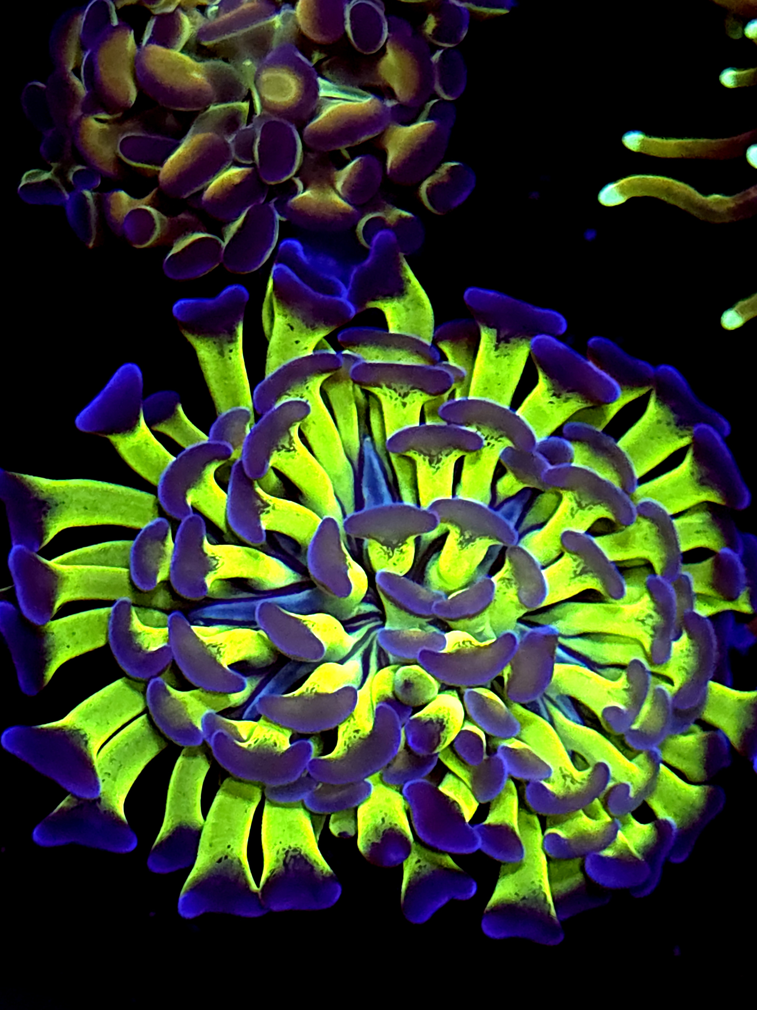 SBB " Green Stem" Blue Tip hammer