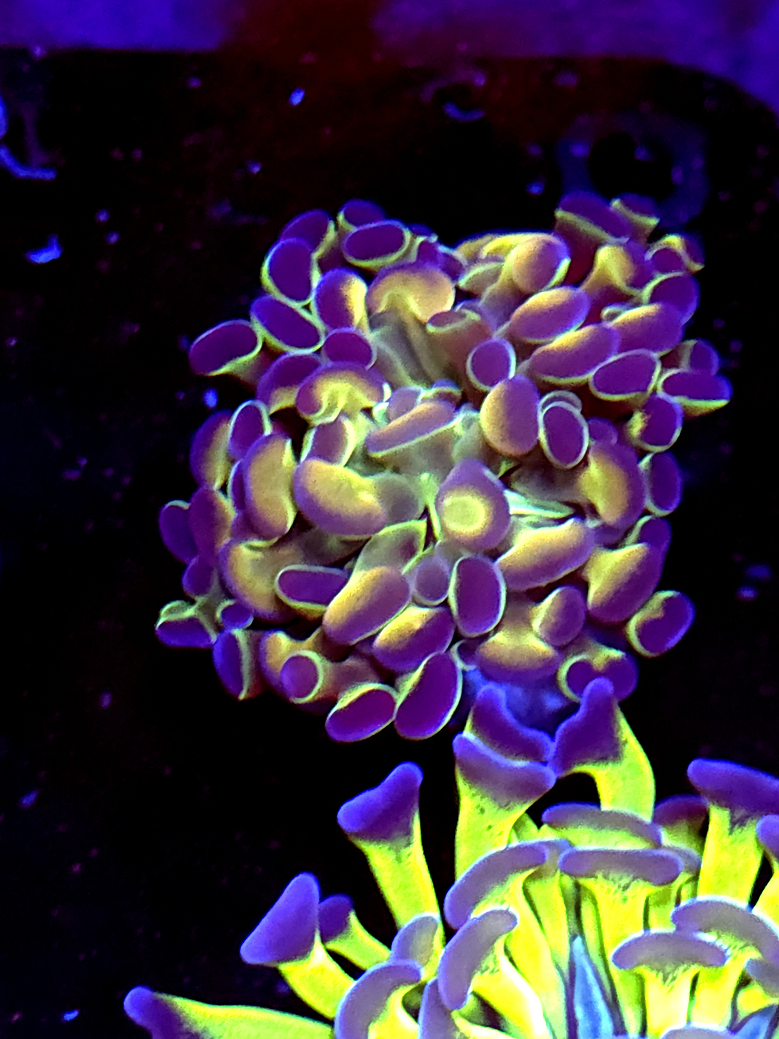 SBB " Hologram" hammer