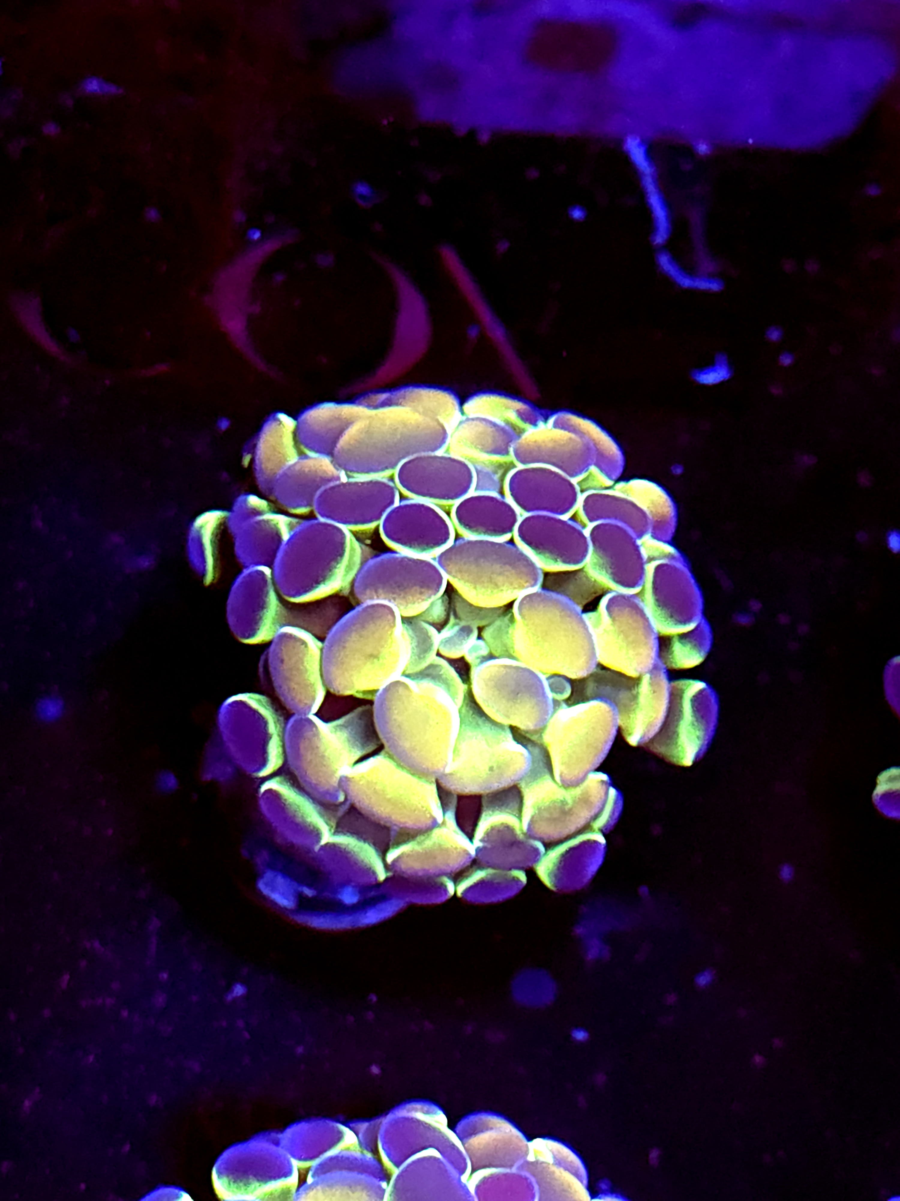 SBB " Hologram" Hammer