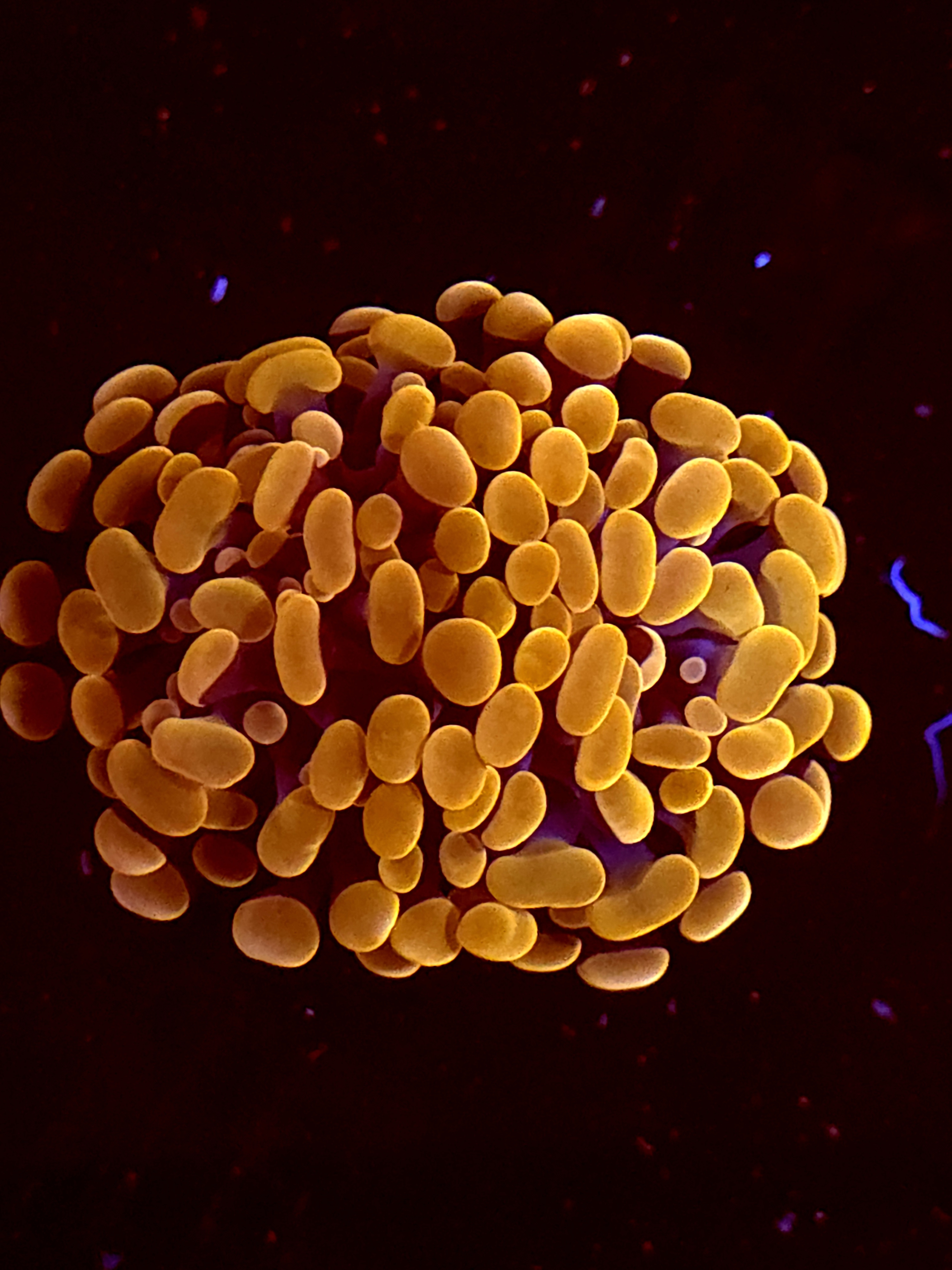 SBB Orange Indo hammer