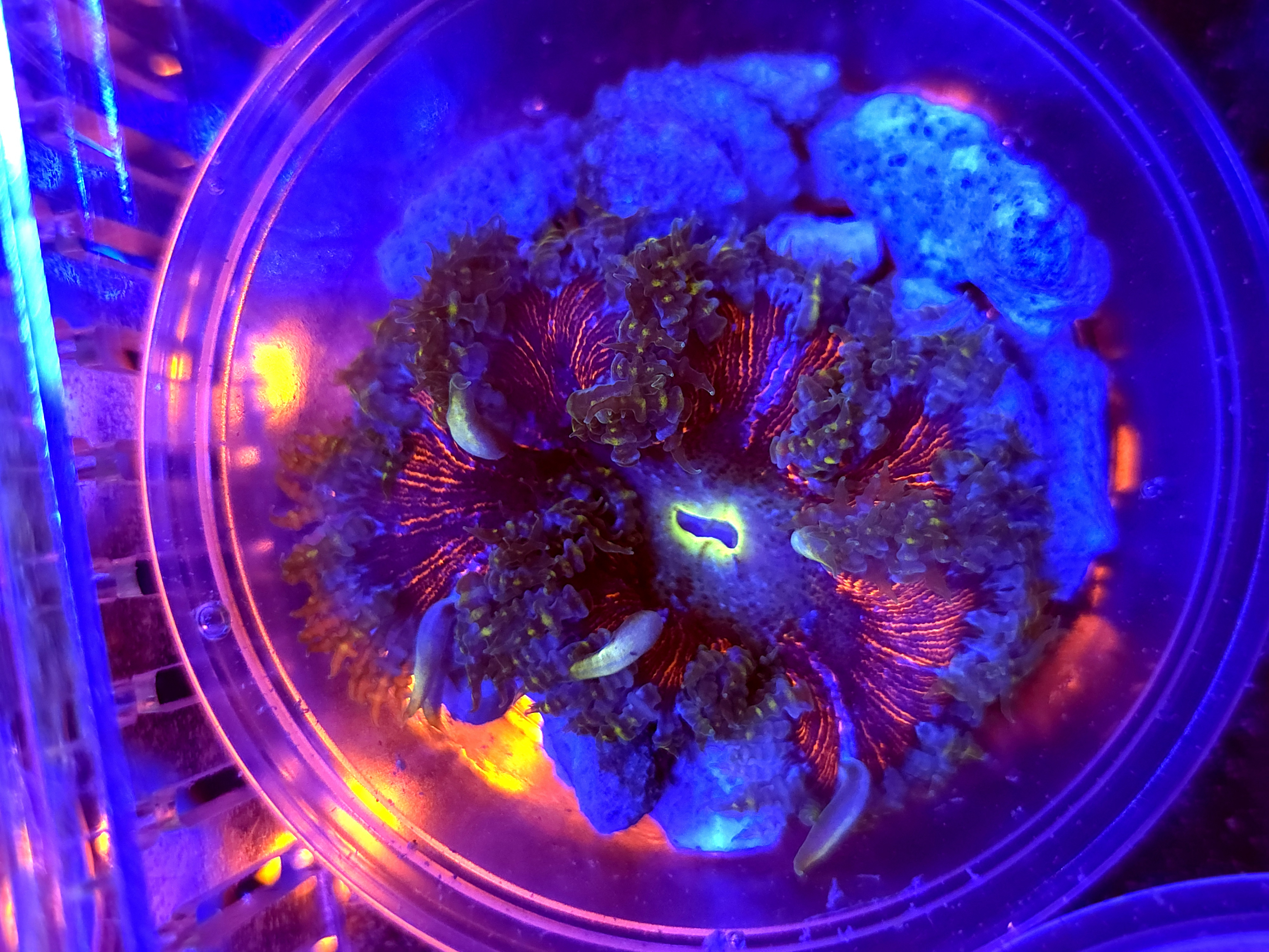 SBB Deadpool Center Rock flower