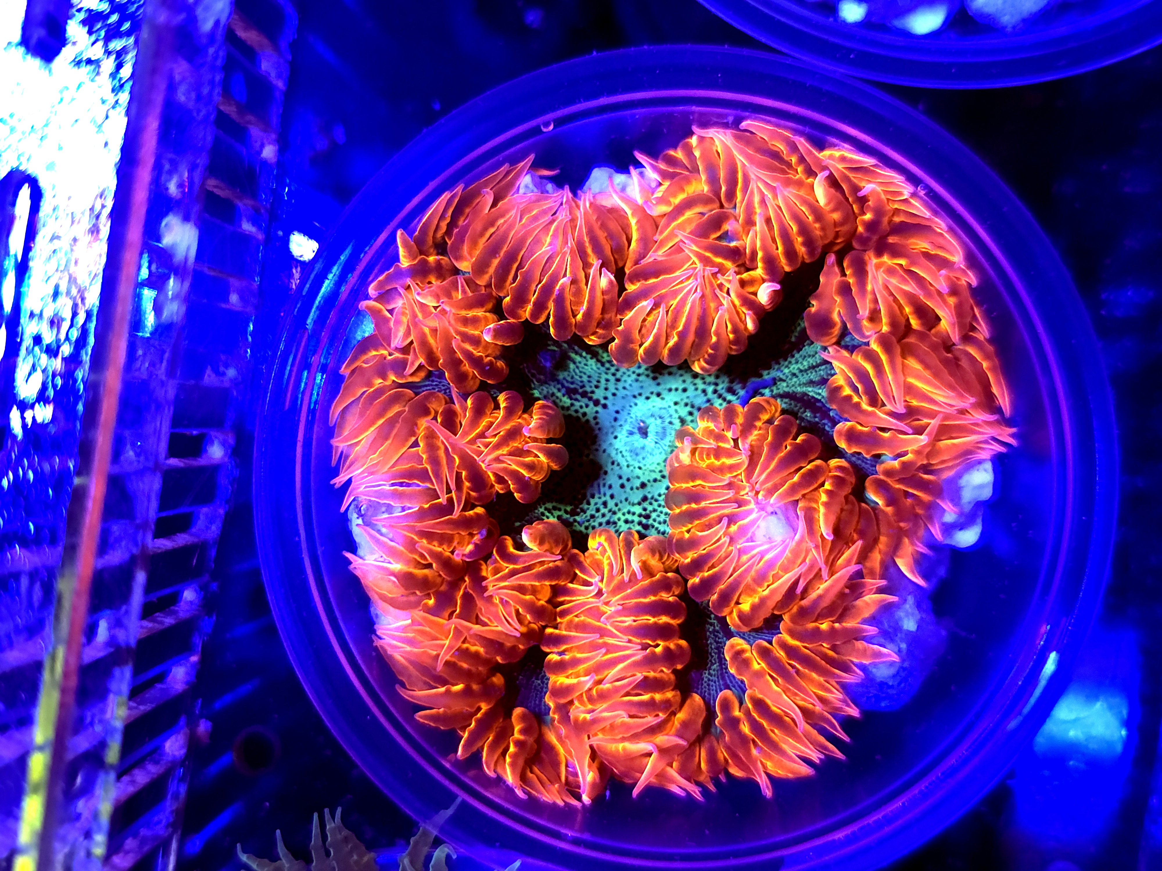 SBB Red Skirt Rock flower