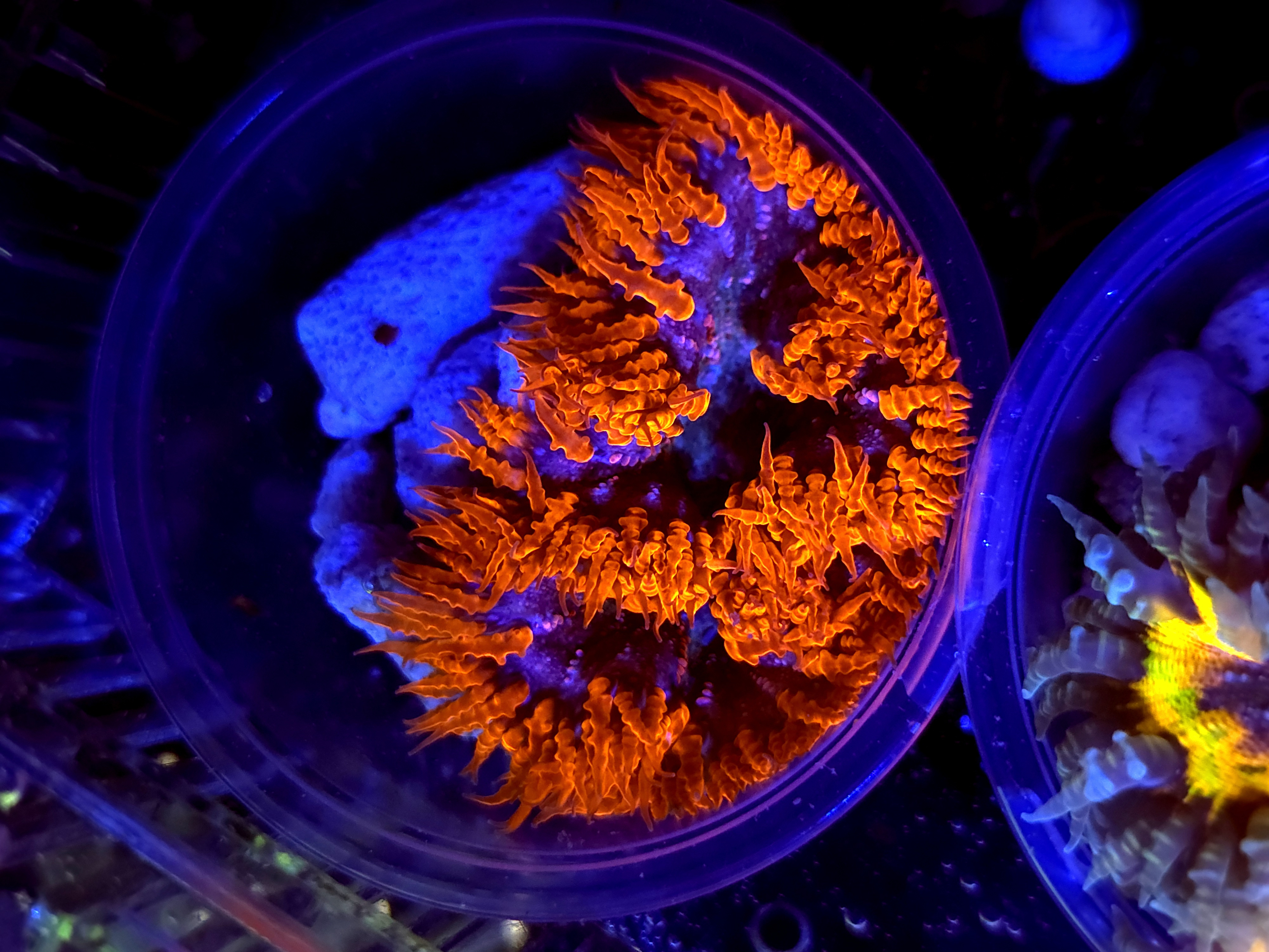 SBB Red Skirt Rock flower