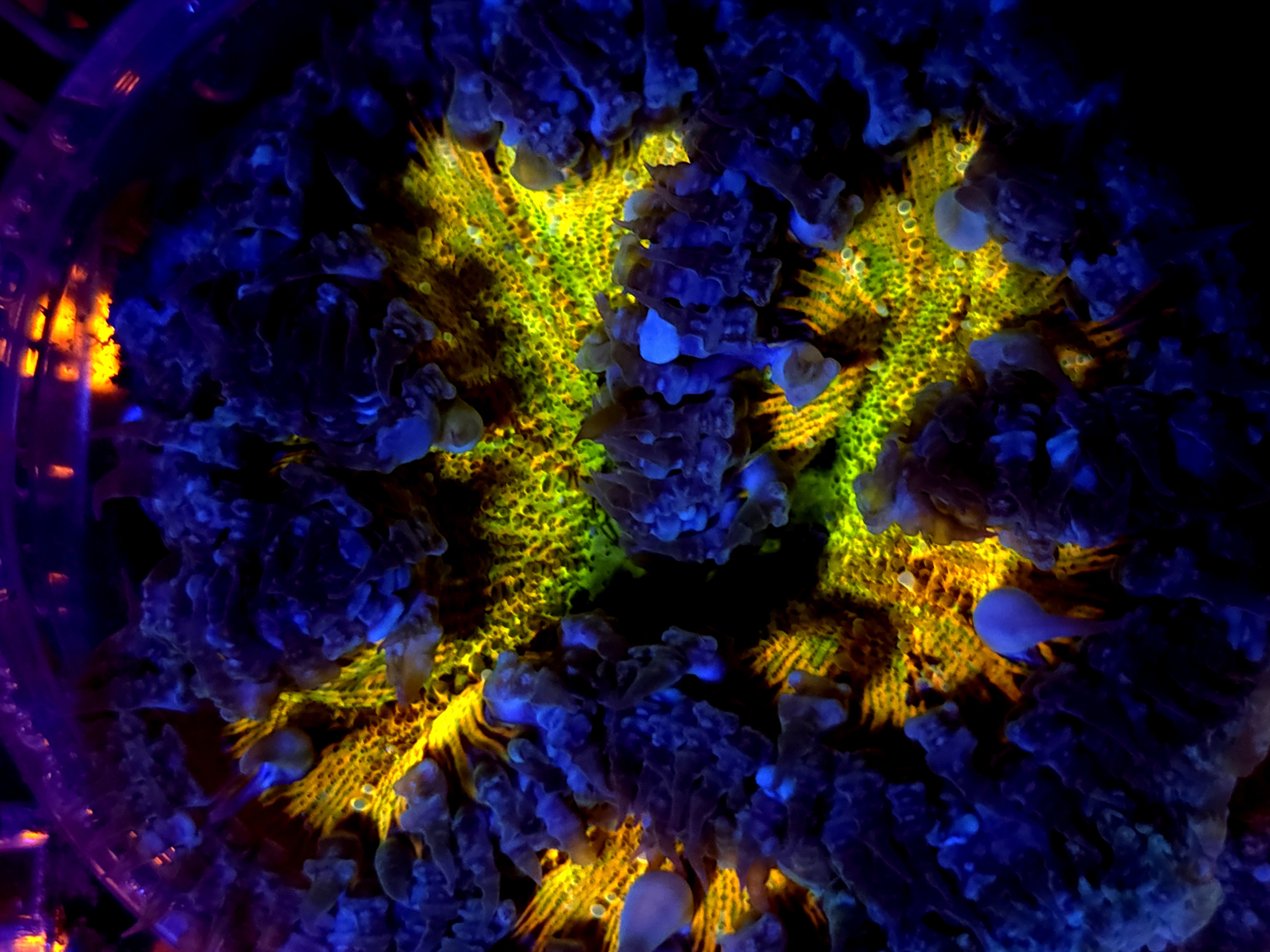 SBB Rainbow Center Yellow Rock Flower