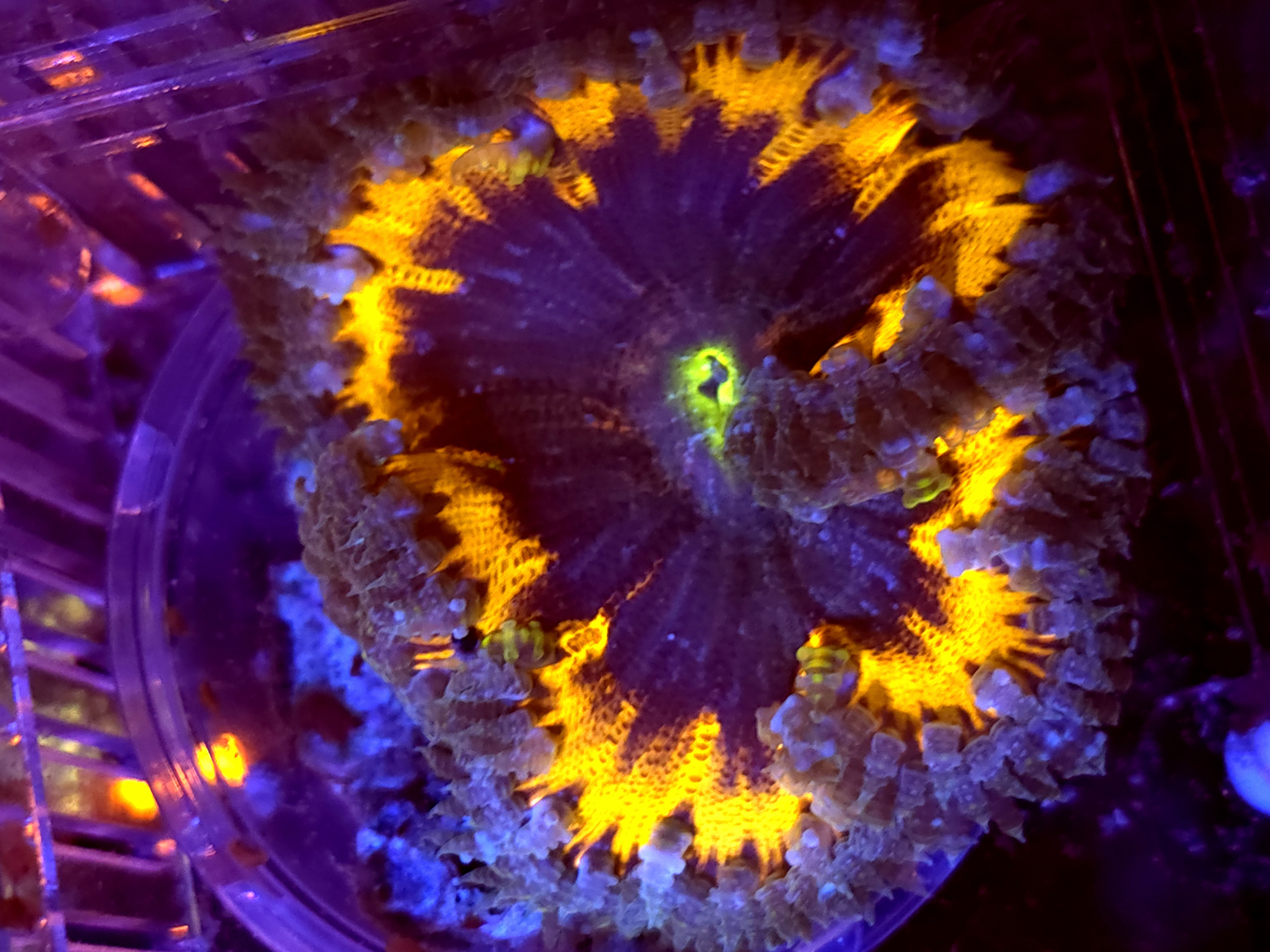 SBB Purple Yellow Rim Rock Flower