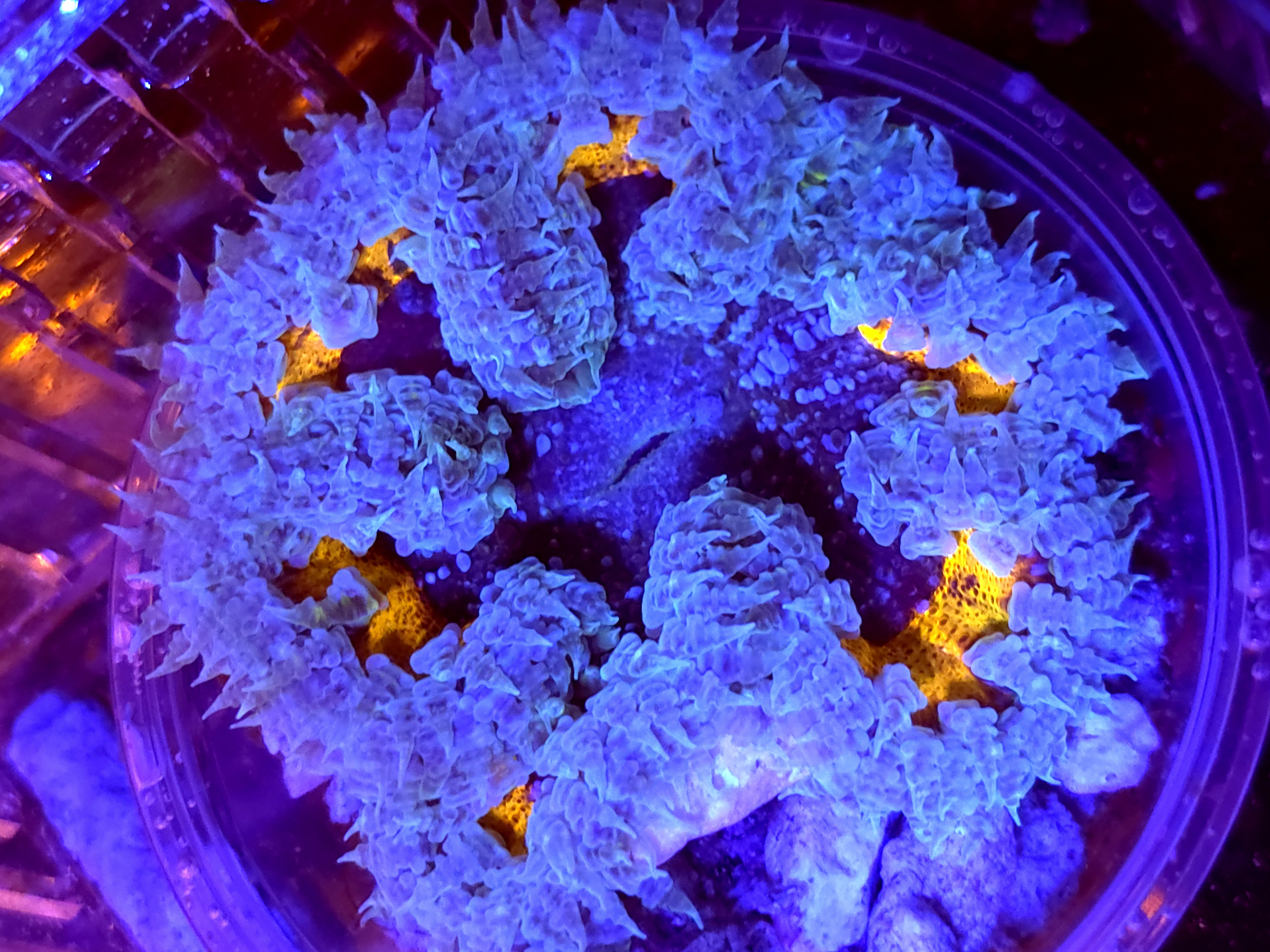 SBB Purple Yellow Rim Rock Flower