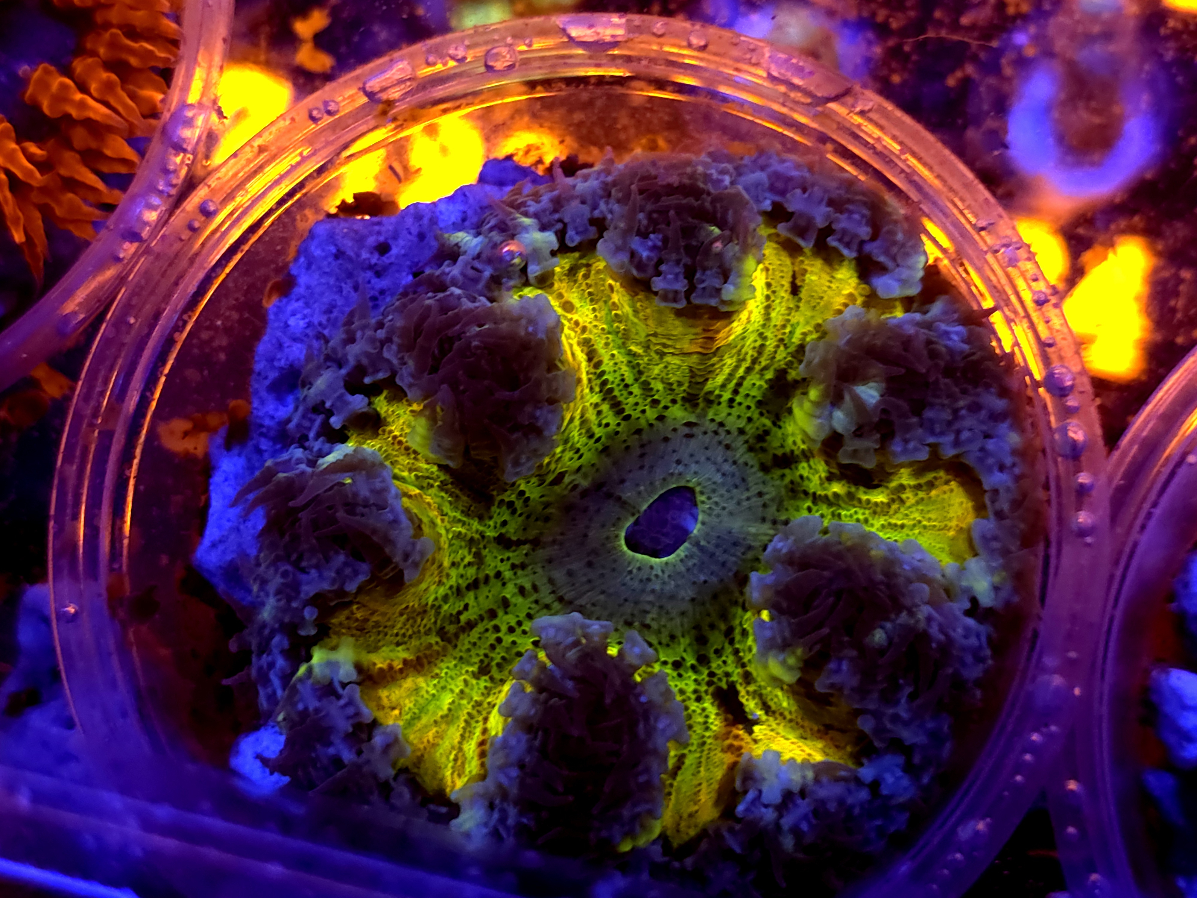 SBB Yellow Rock Flower