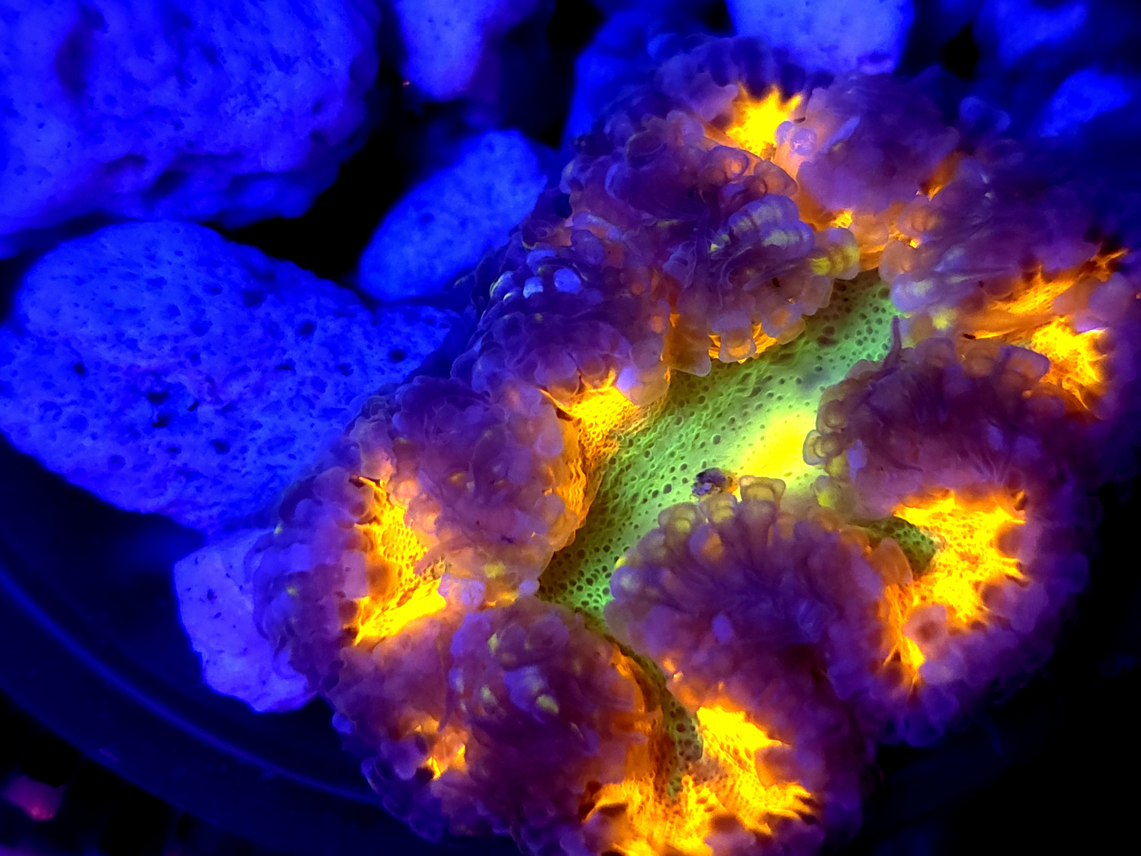 SBB Yellow Center Rock flower