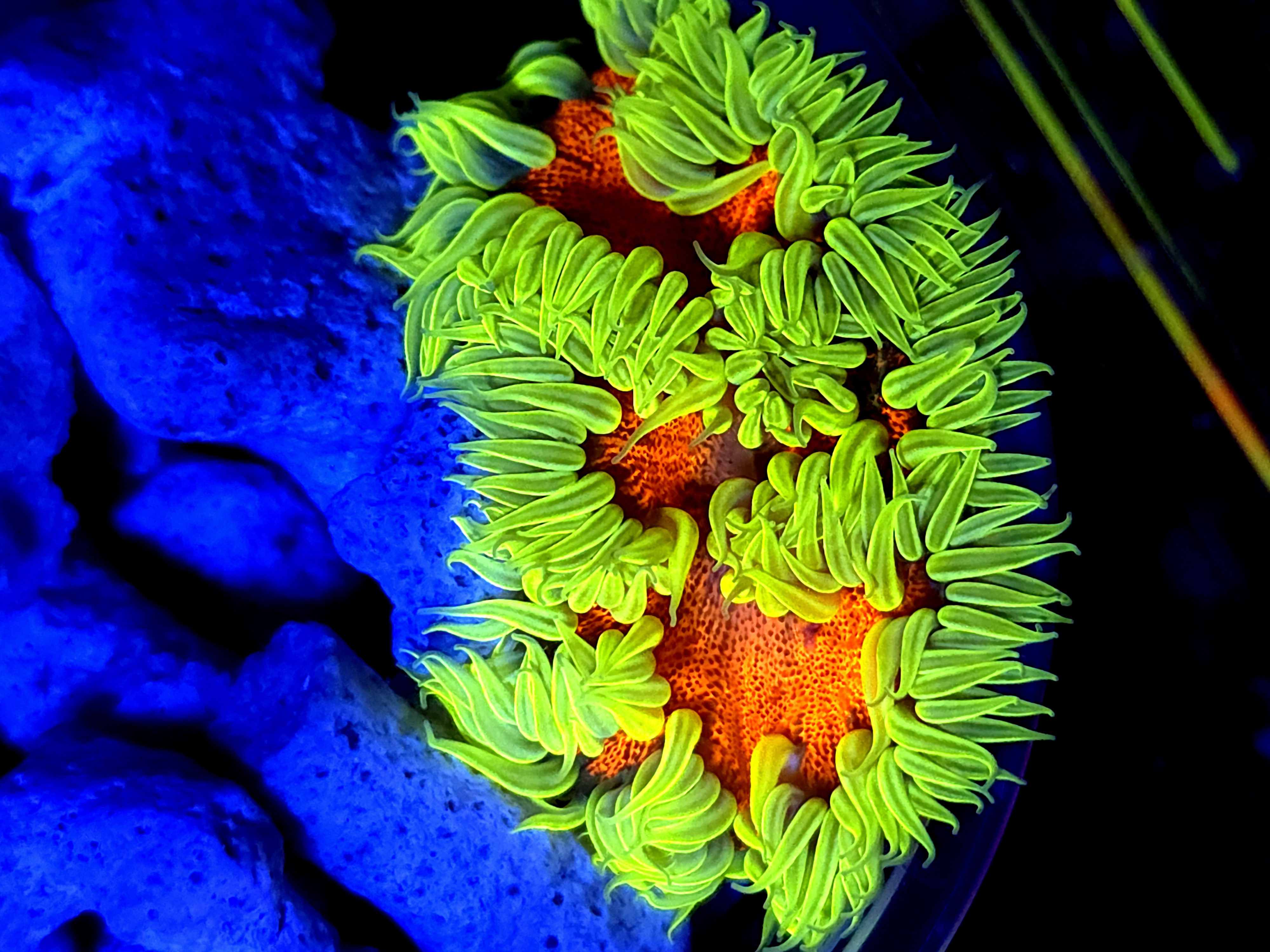 SBB Ultra Rock Flower