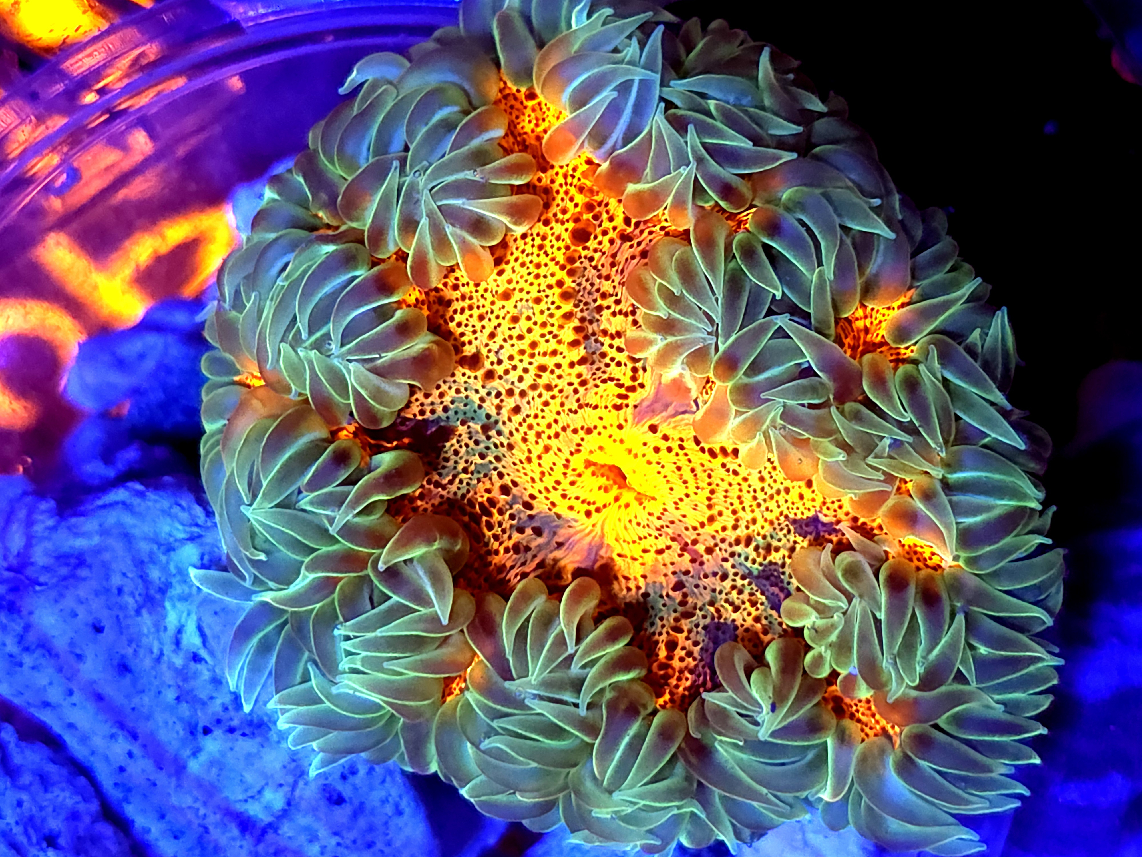 SBB Deadpool Center Rock flower