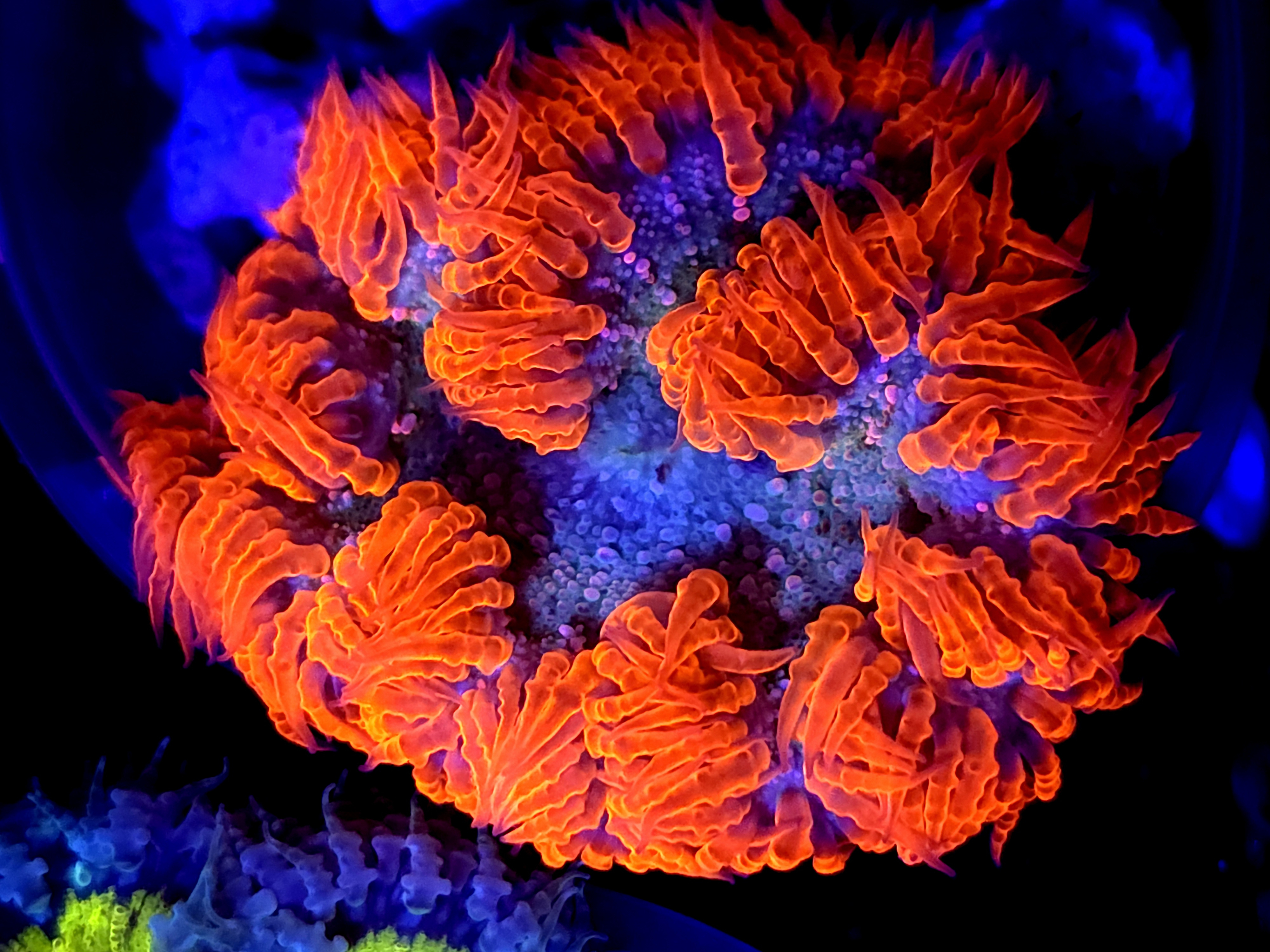 SBB Red Skirt Rock flower