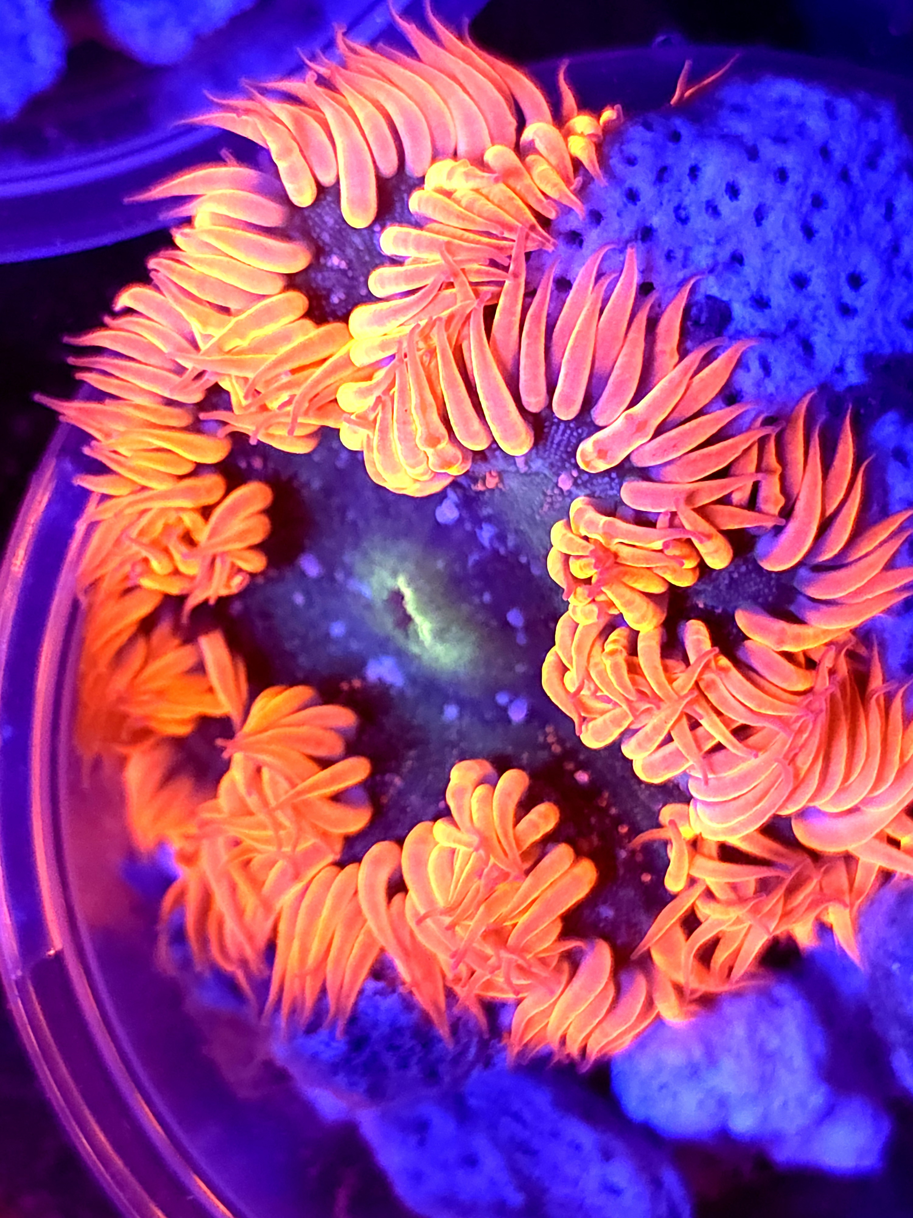 SBB Red Skirt Rock flower